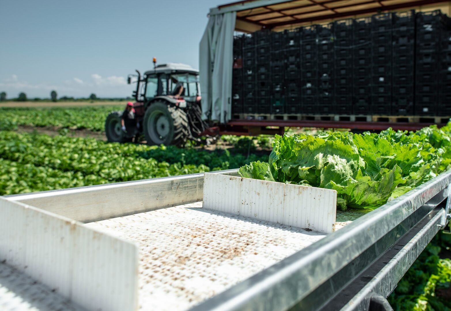 lettuce farming