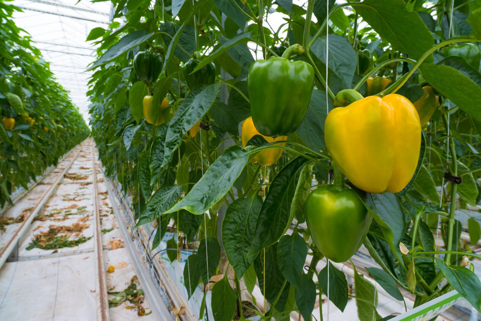 Paprika's aan de plant in een kas zonder aarde