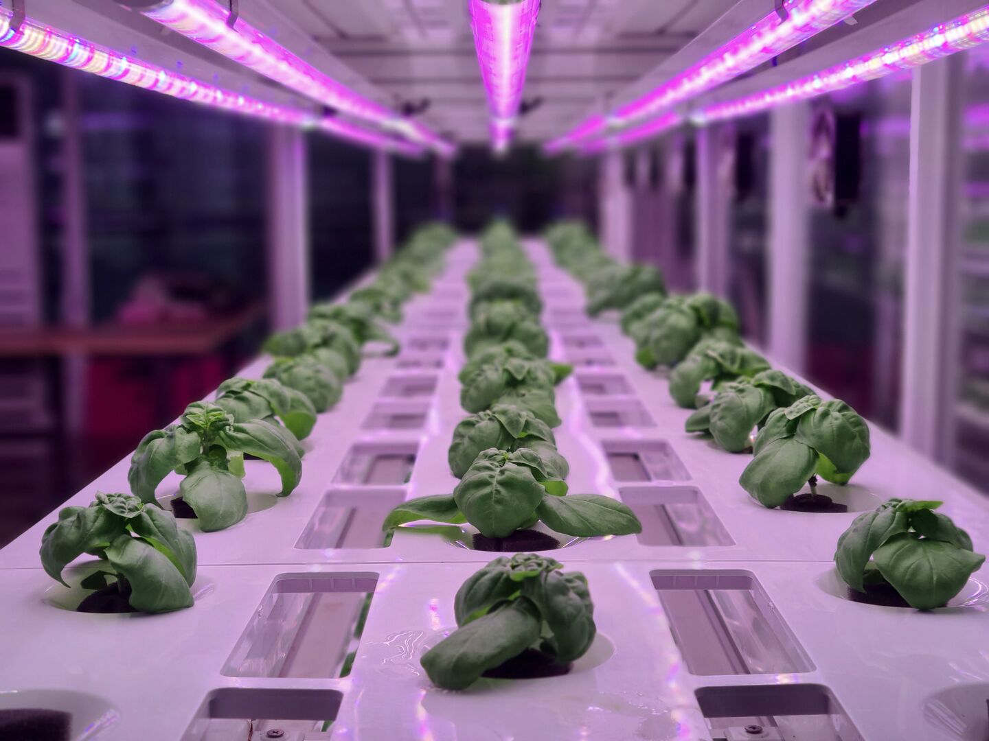 Vertical farming Basil