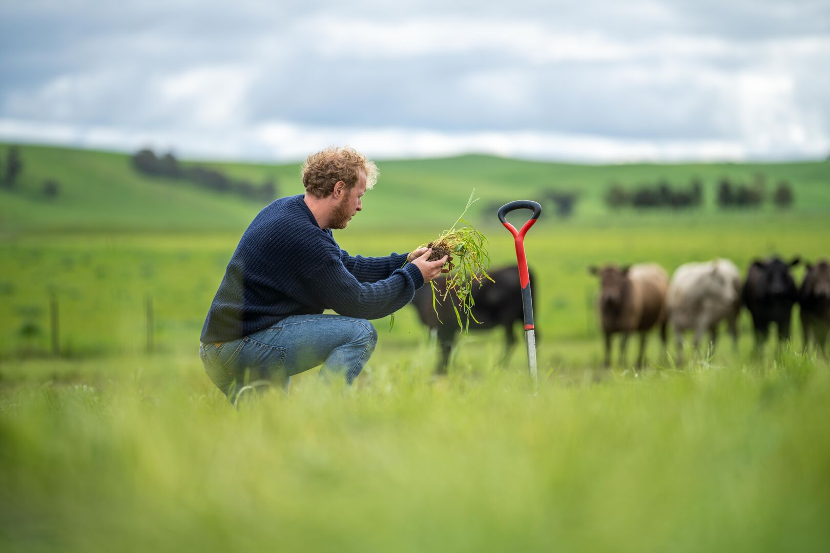 Een boer zit gehurkt in een weiland en bekijkt de samenstelling van de kluit van gras. Koeien staan op de achtergrond in het weiland.