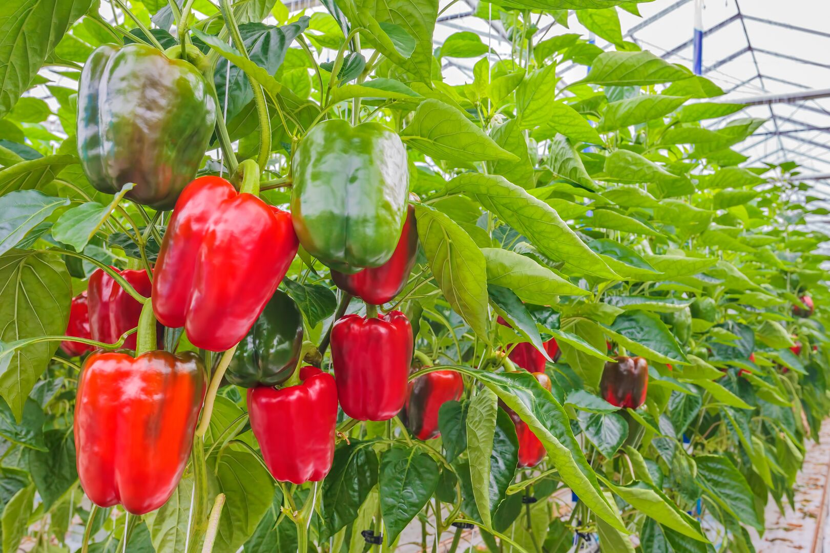 Paprika horticulture greenhouse