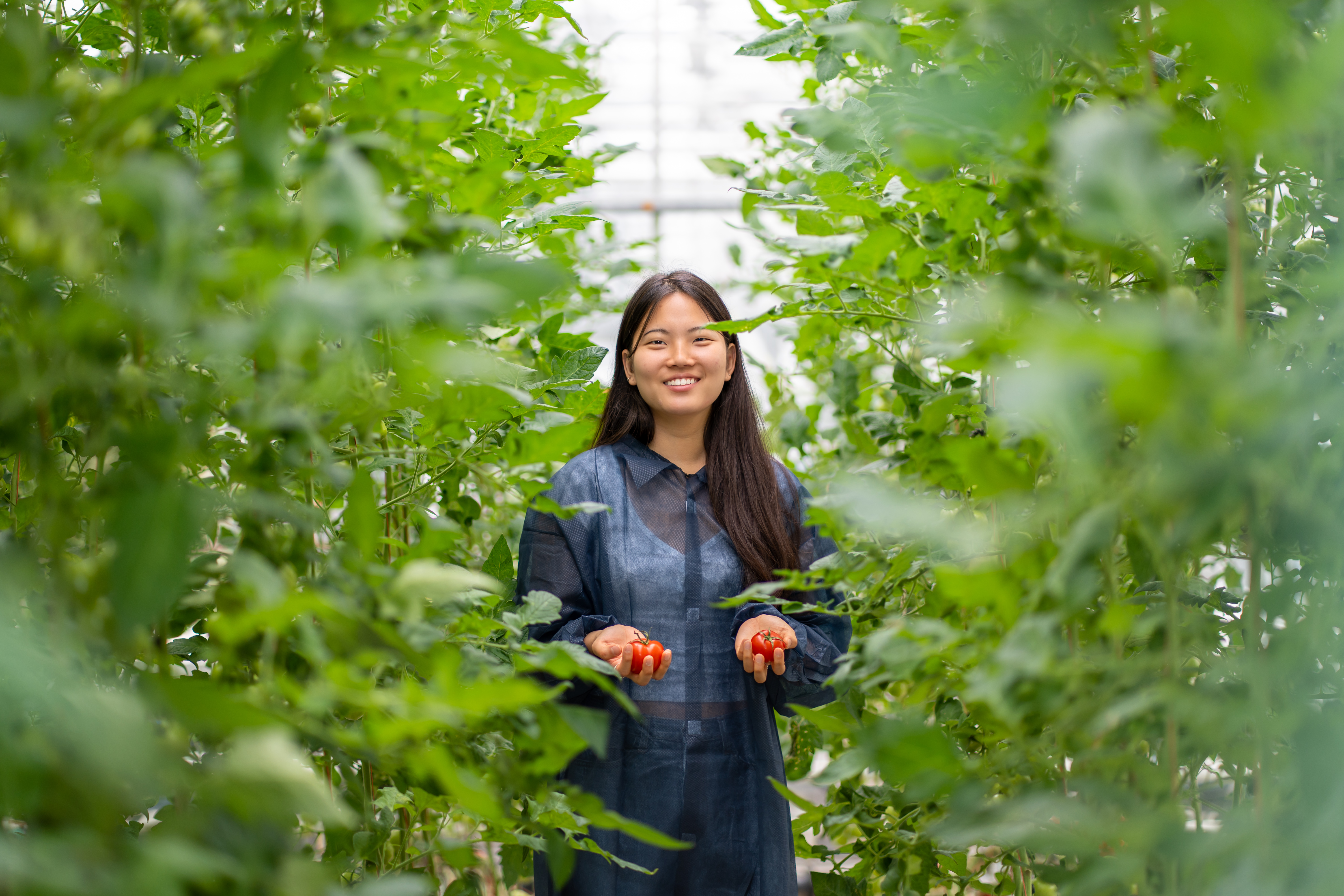 Yeijn, student Bachelor's Environmental Sciences posing in a greenhouse holding two tomatos with tomato plants on the side growing vertically