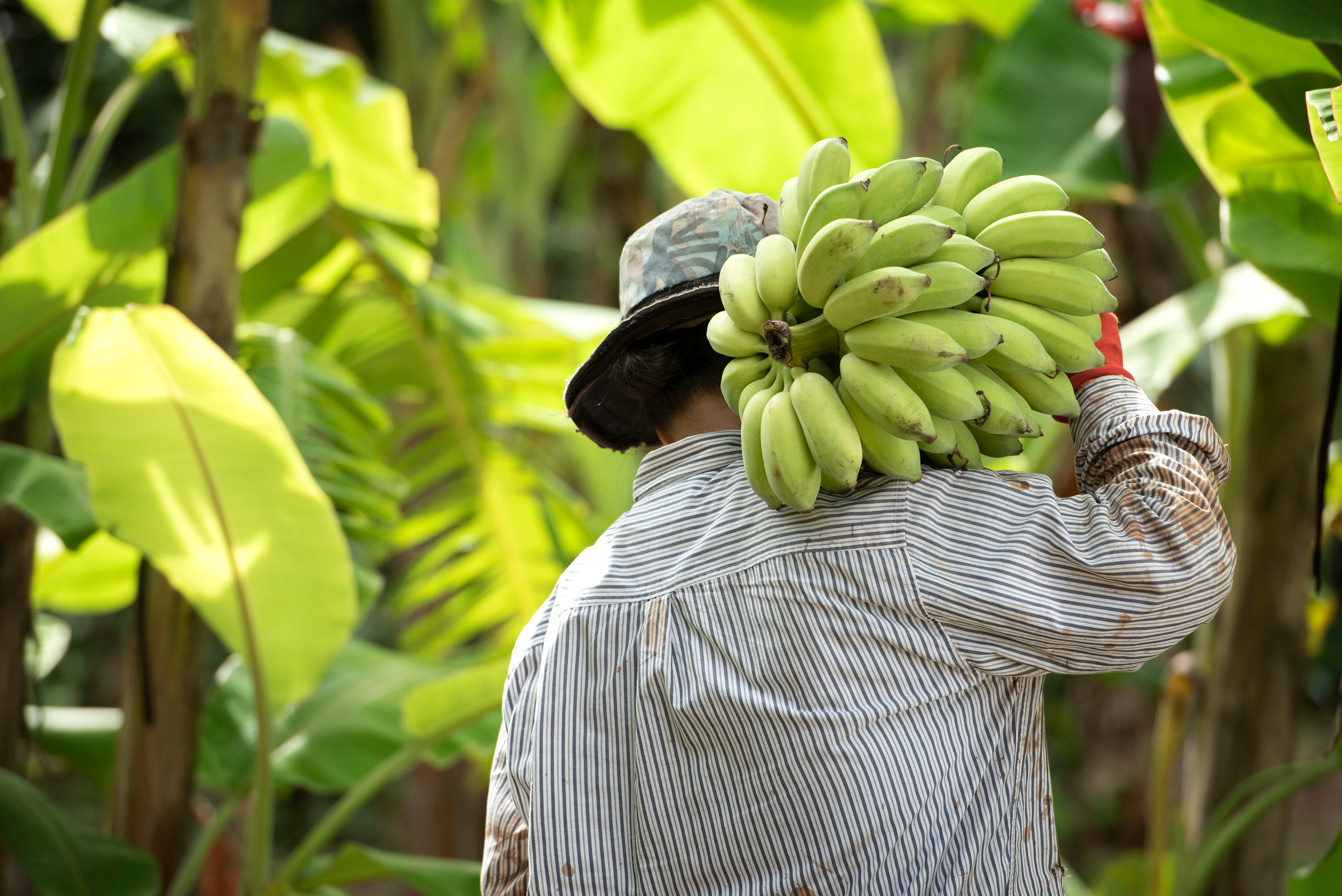 Local workers in the banana plantation