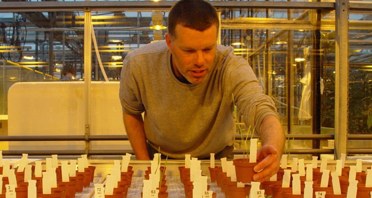 A man analyzing and hanging over a table with small pots with tiny green sprouts