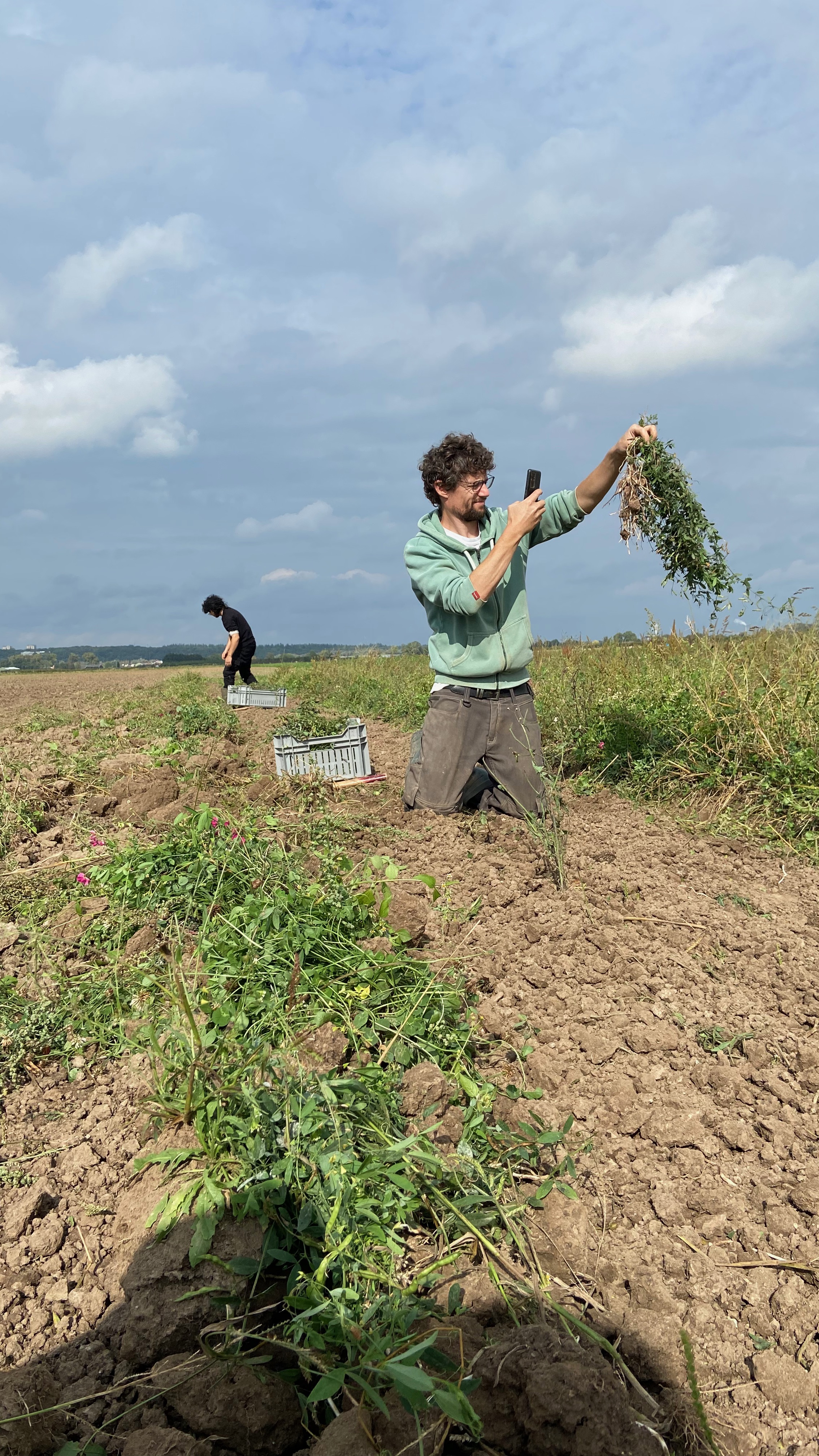 Pádraic Flood in farm investigating some potato roots and taking a picture of them.
