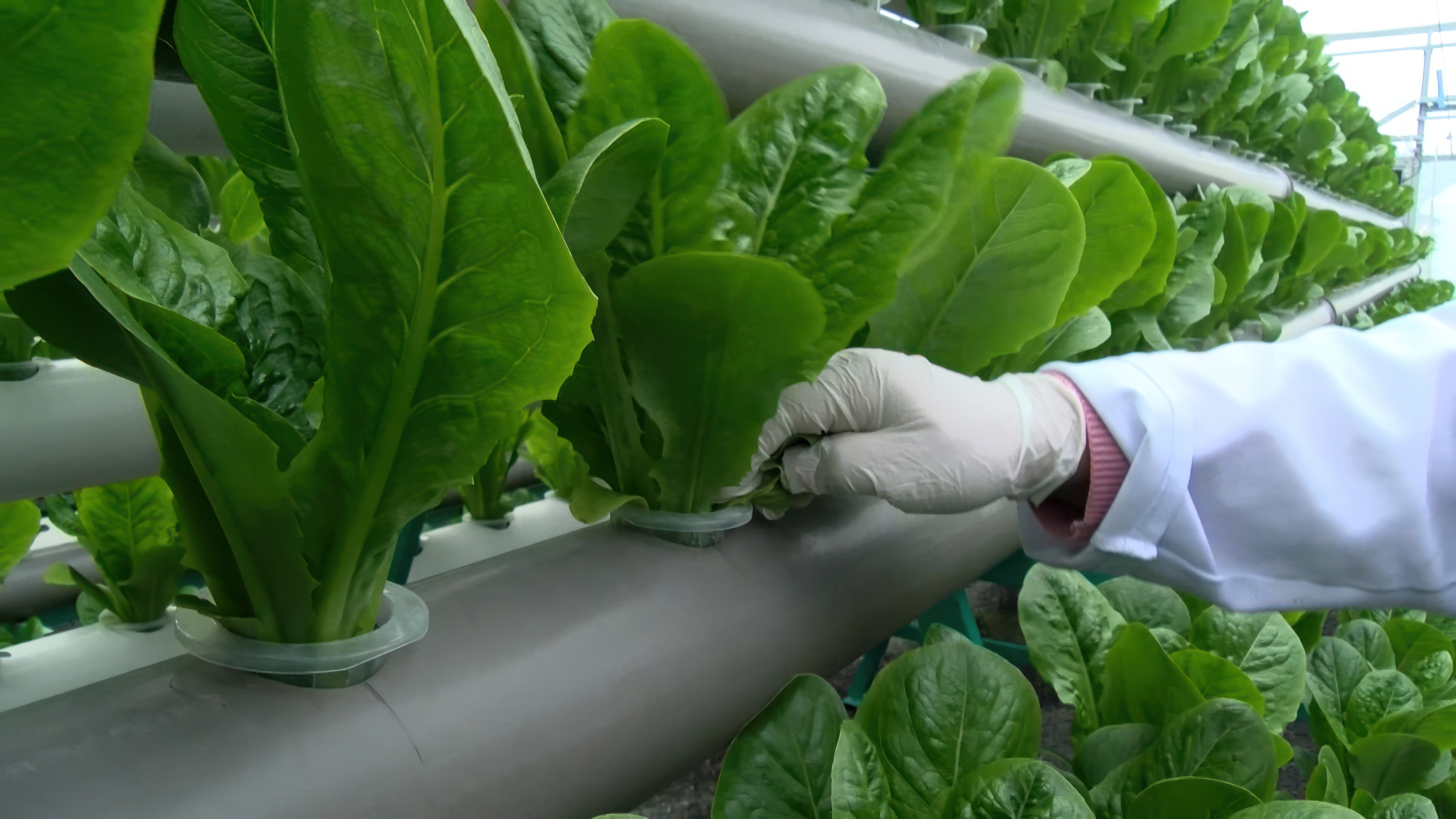 Hand with a white glove in a lab coat, touching a crop in a vertical farming system