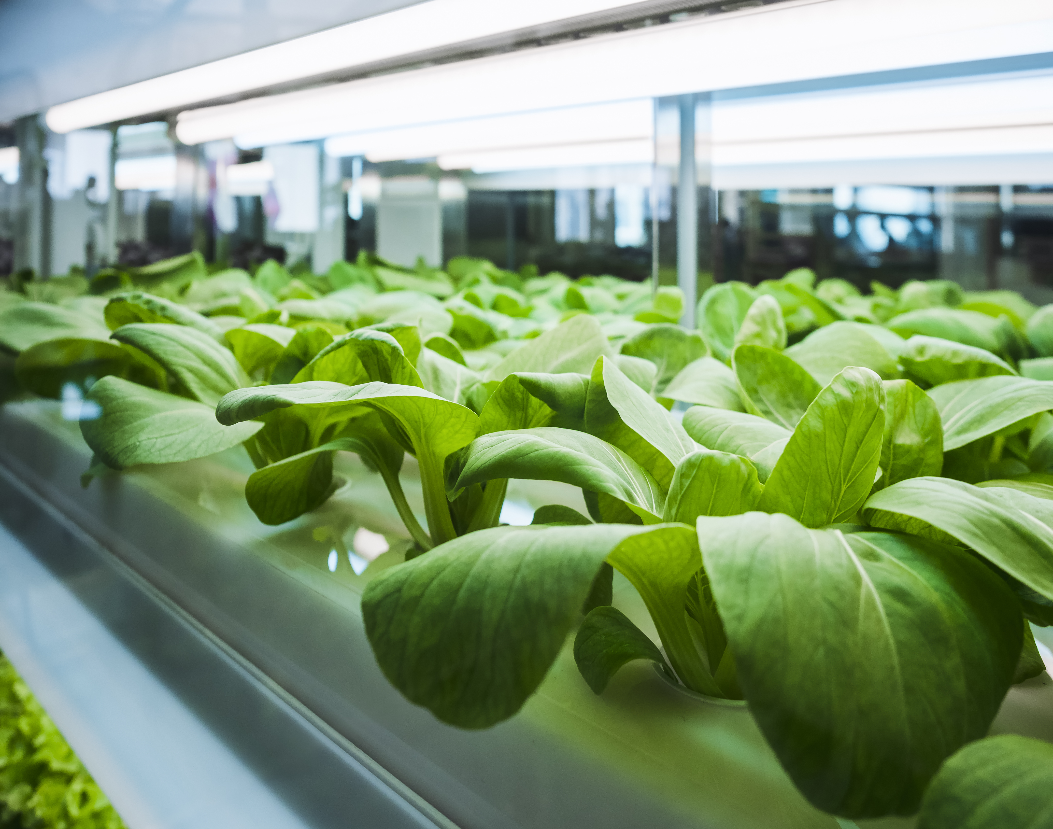 Close up of plants in a vertical farming system