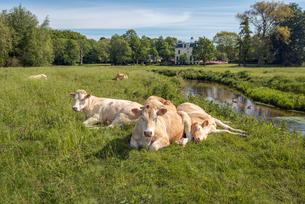 Cows and ducks in landscape