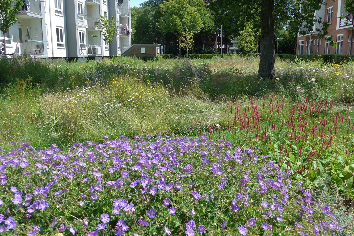 Veld met bloemen