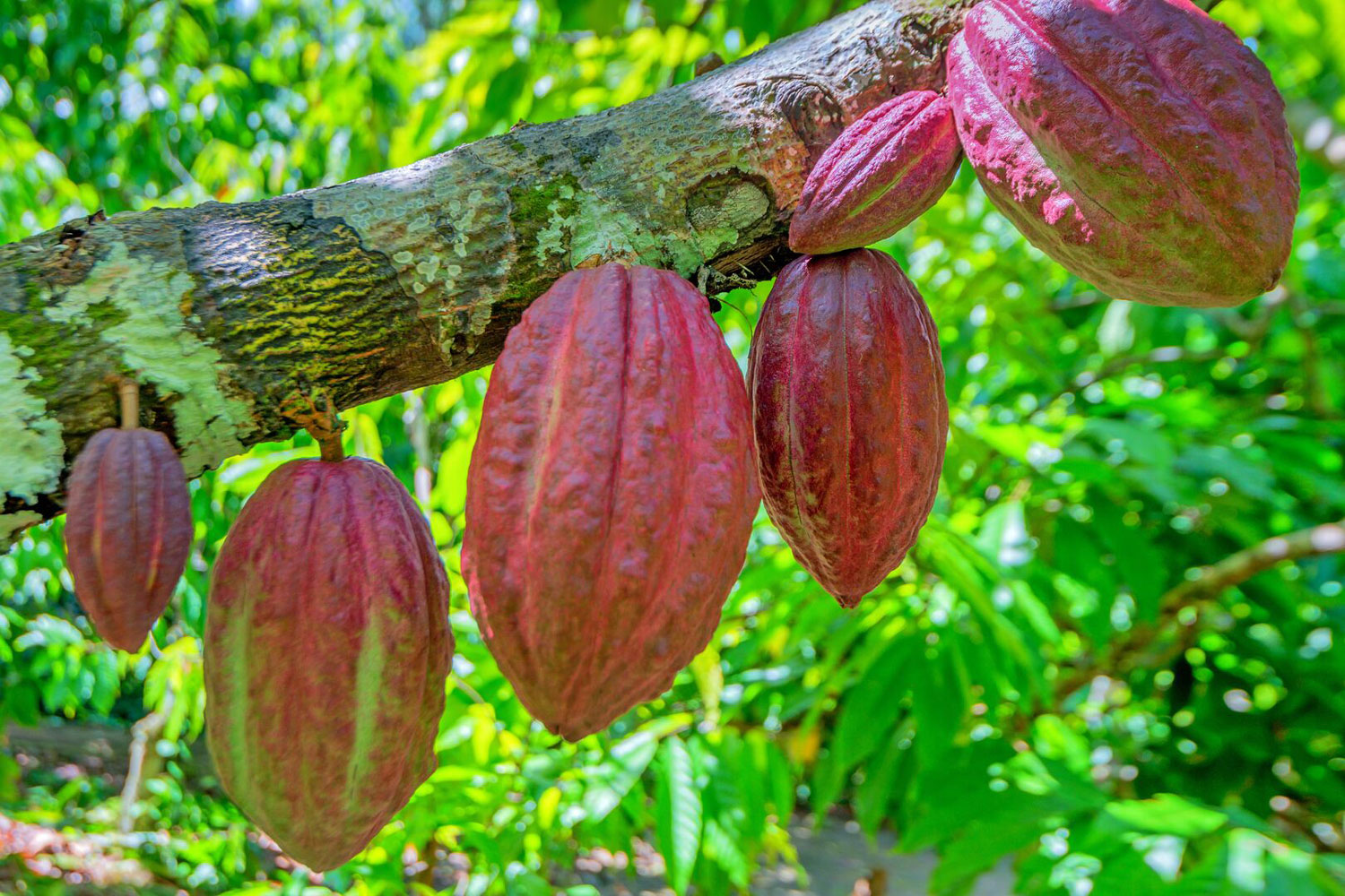 Cacao in africa