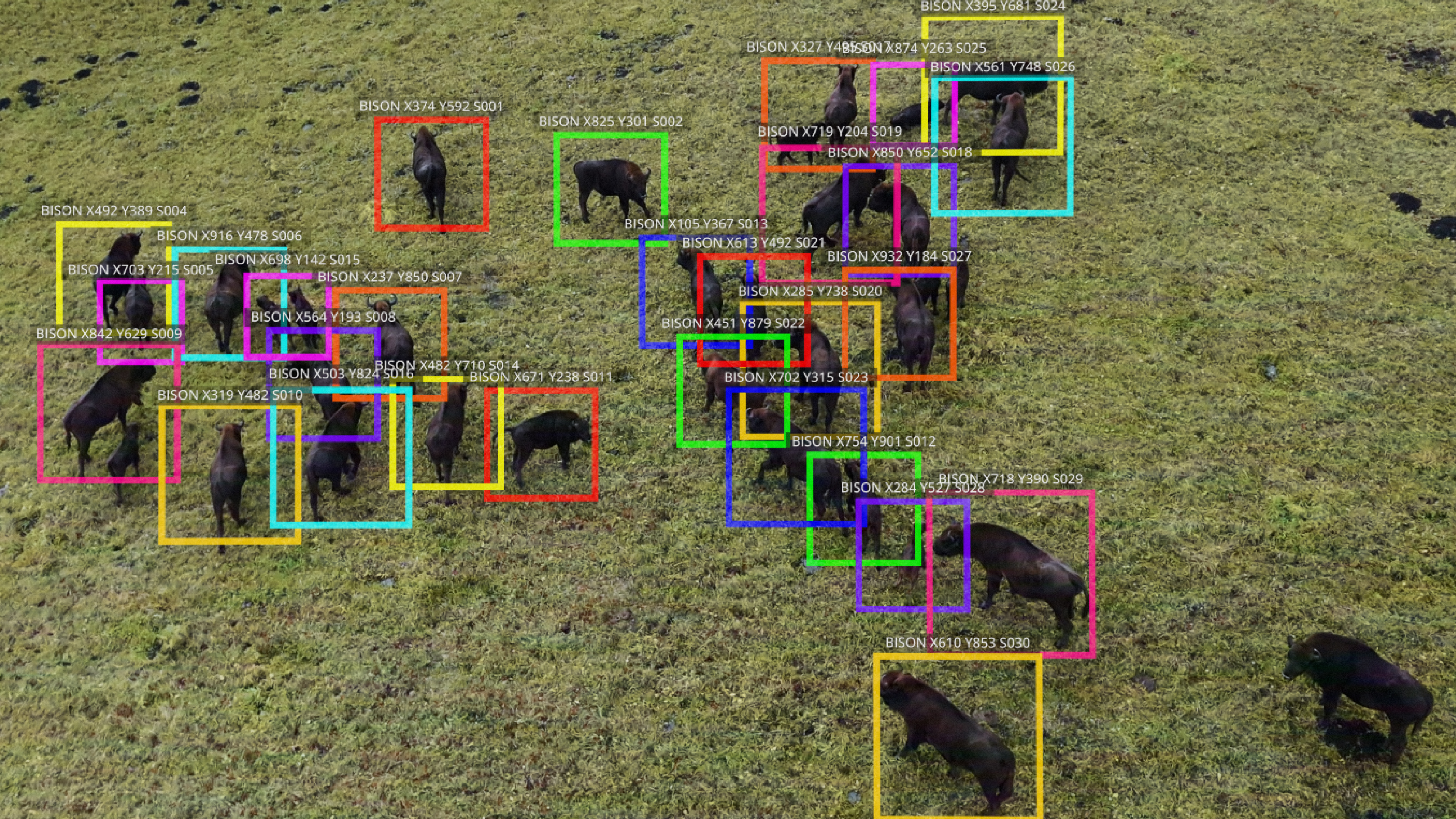 Herkennings AI van bisons in een veld