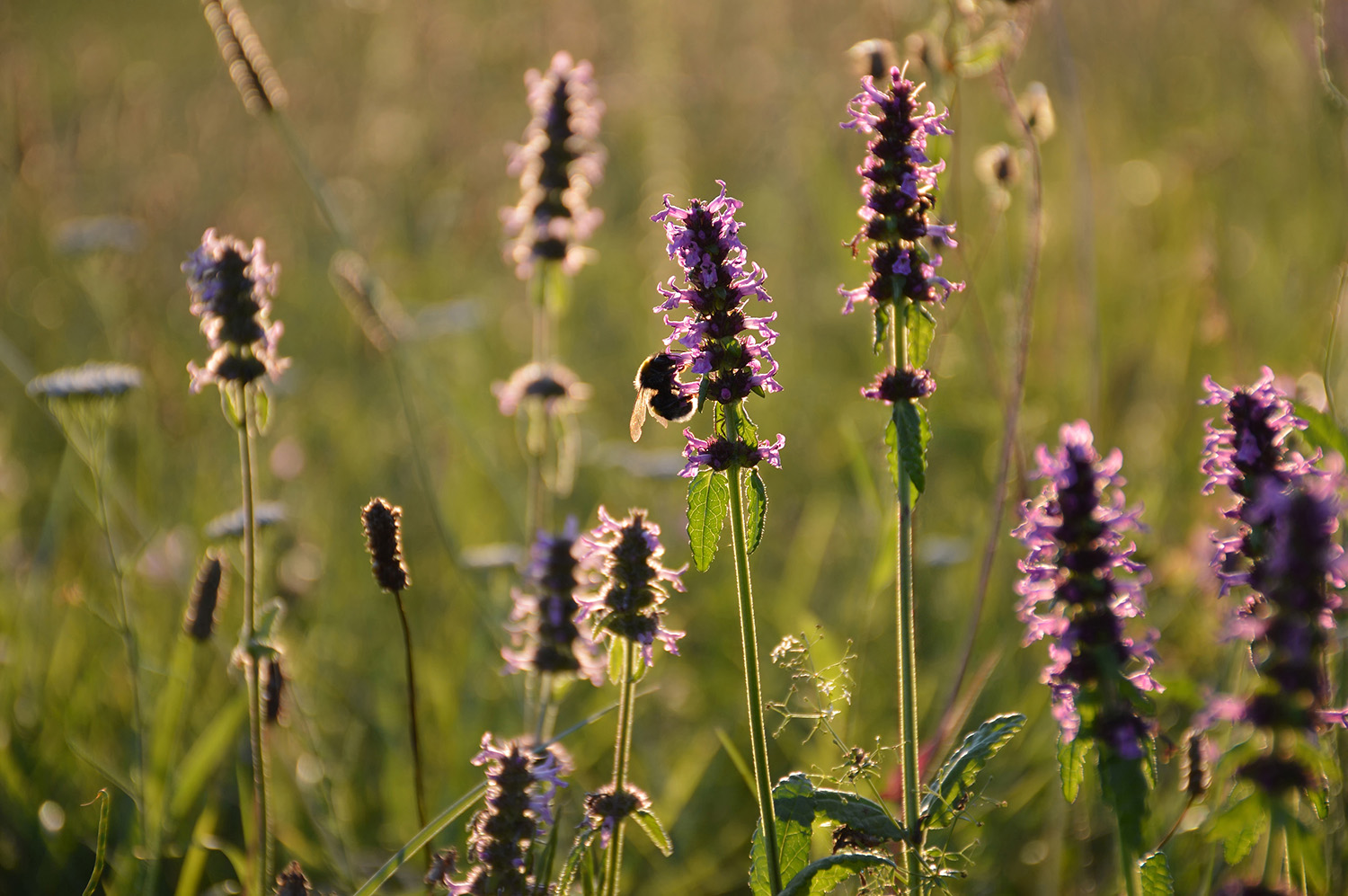 Flowers in a field