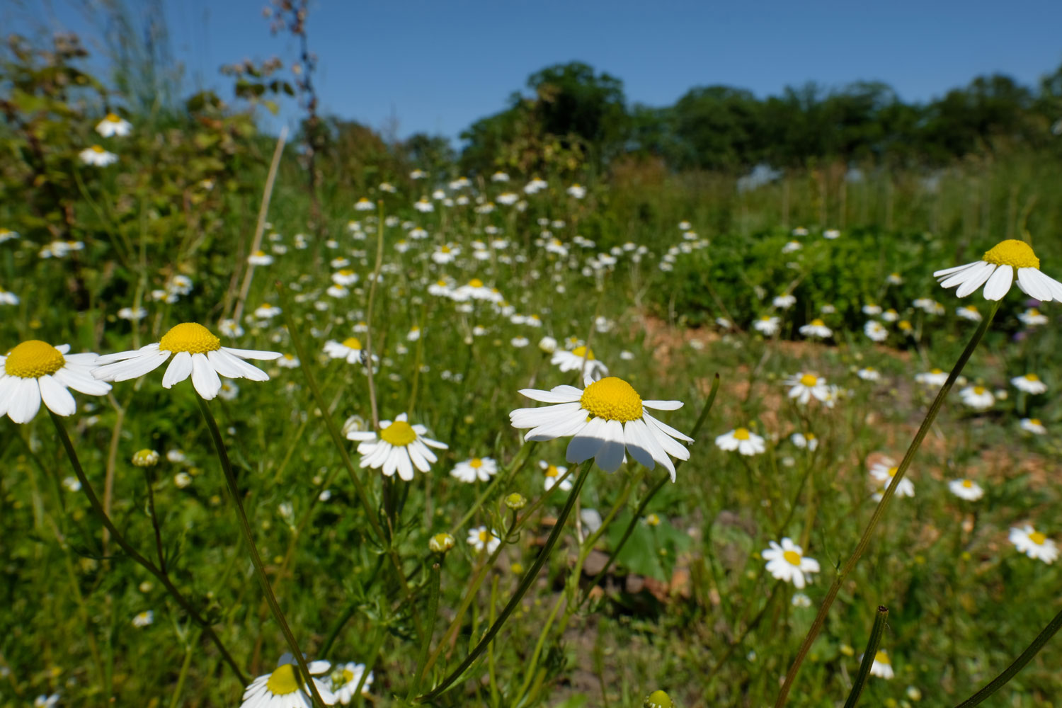 bloemen in een veld