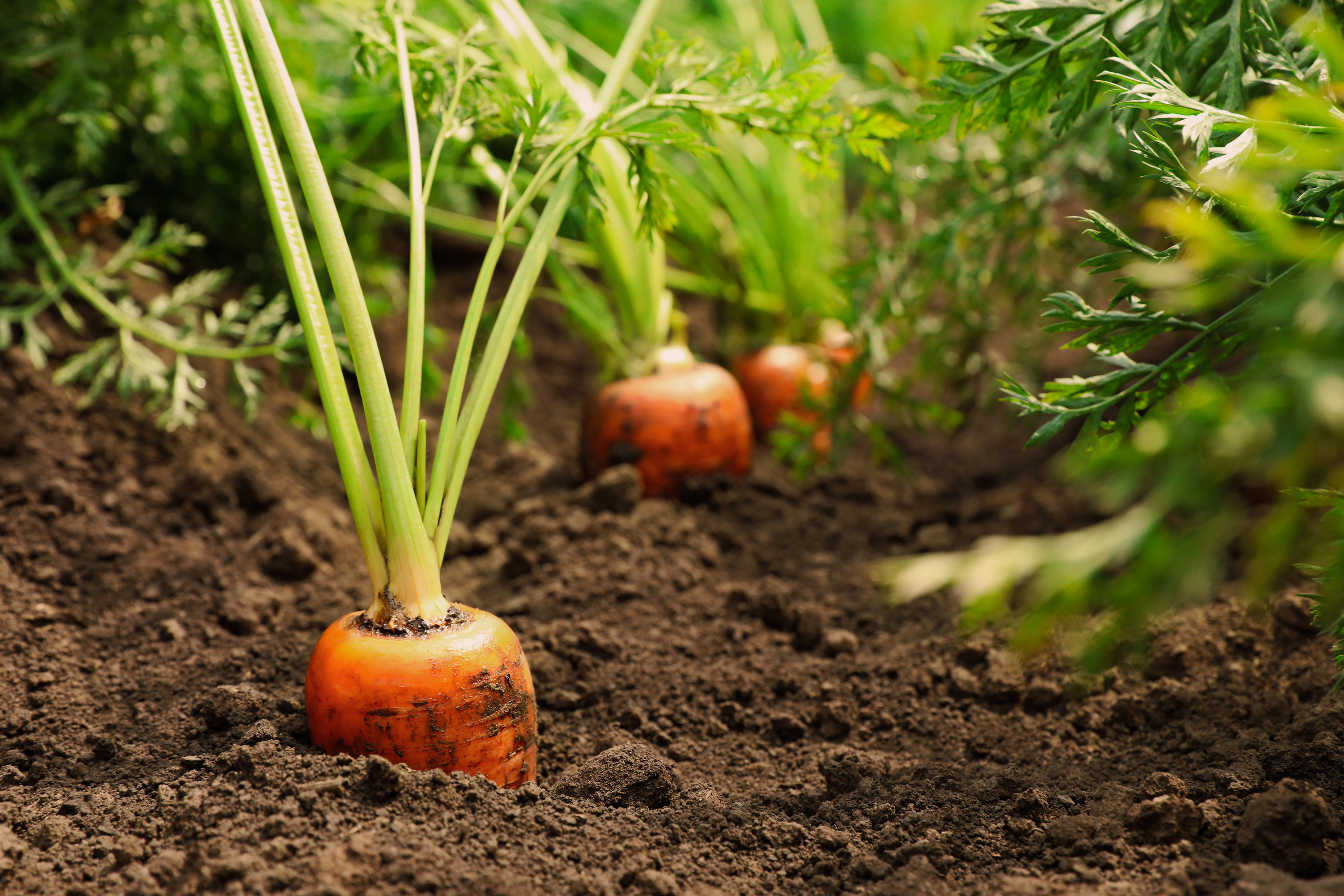 Carrots growing in the soil