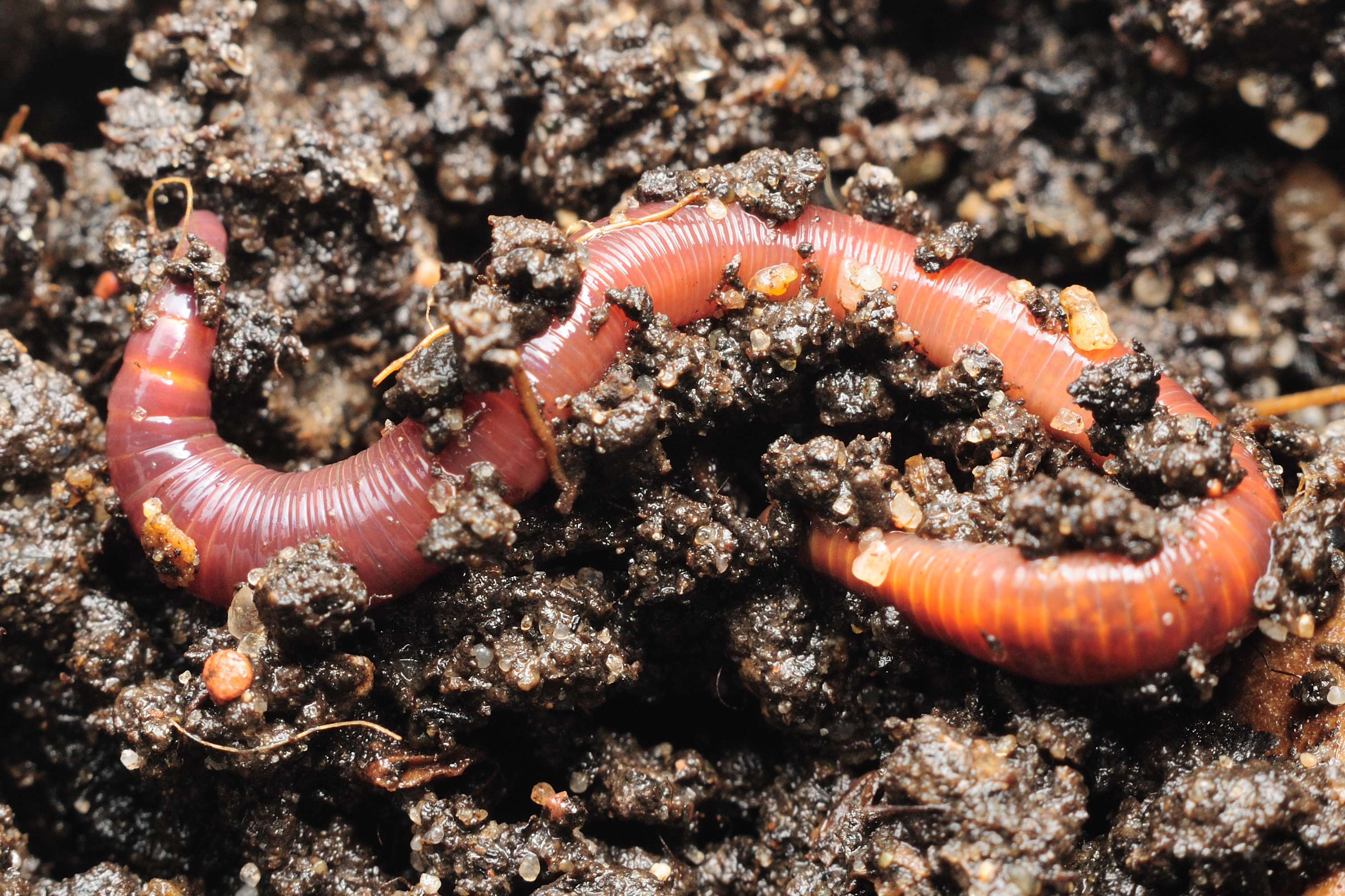 Worm in the soil