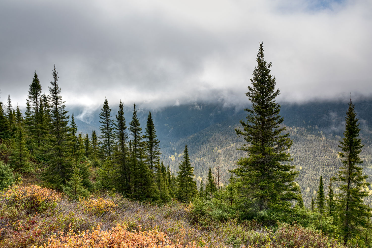 Trees on a mountain