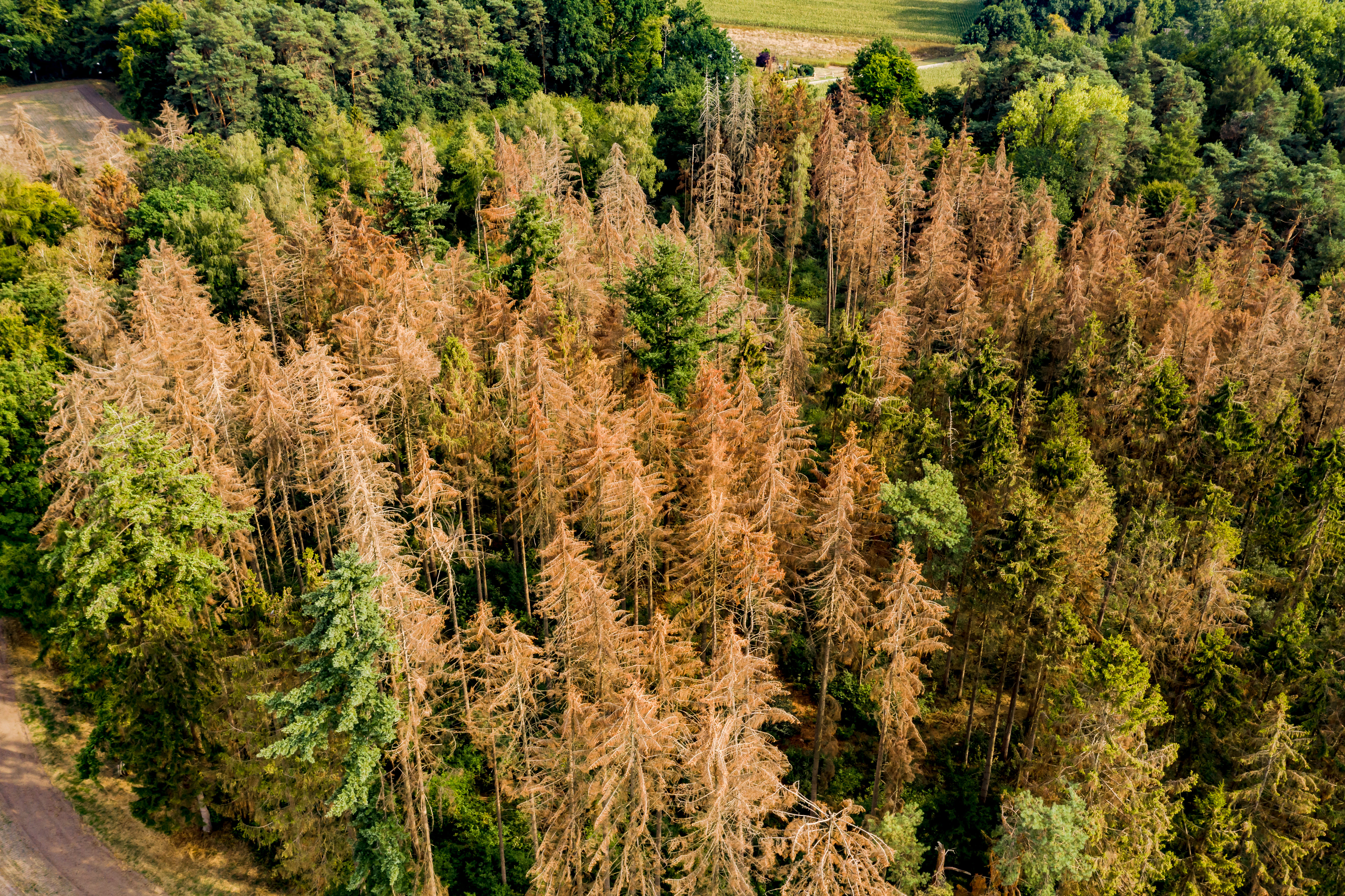 Forest with dry trees