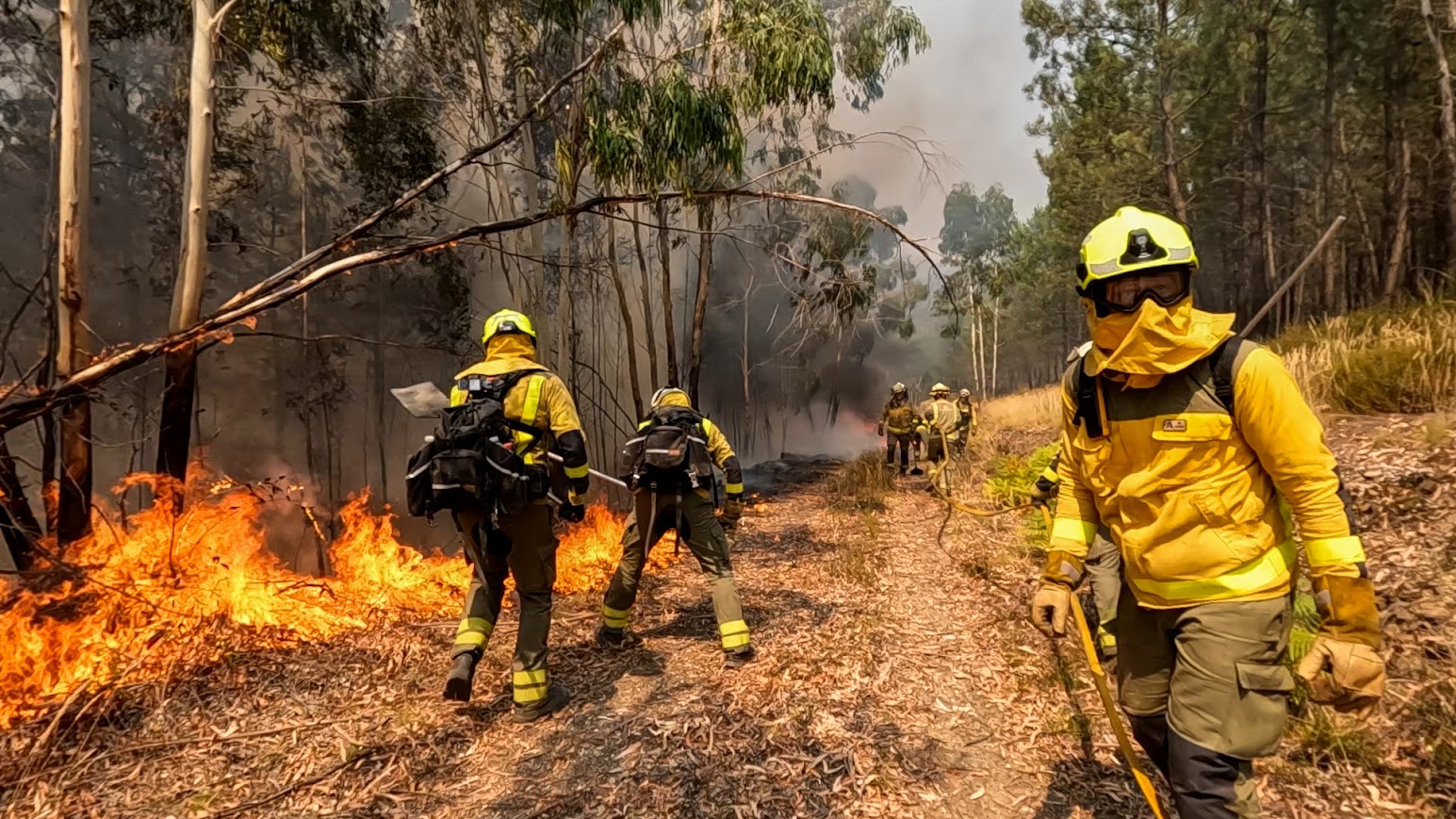 Brandweermannen blussen een bosbrand