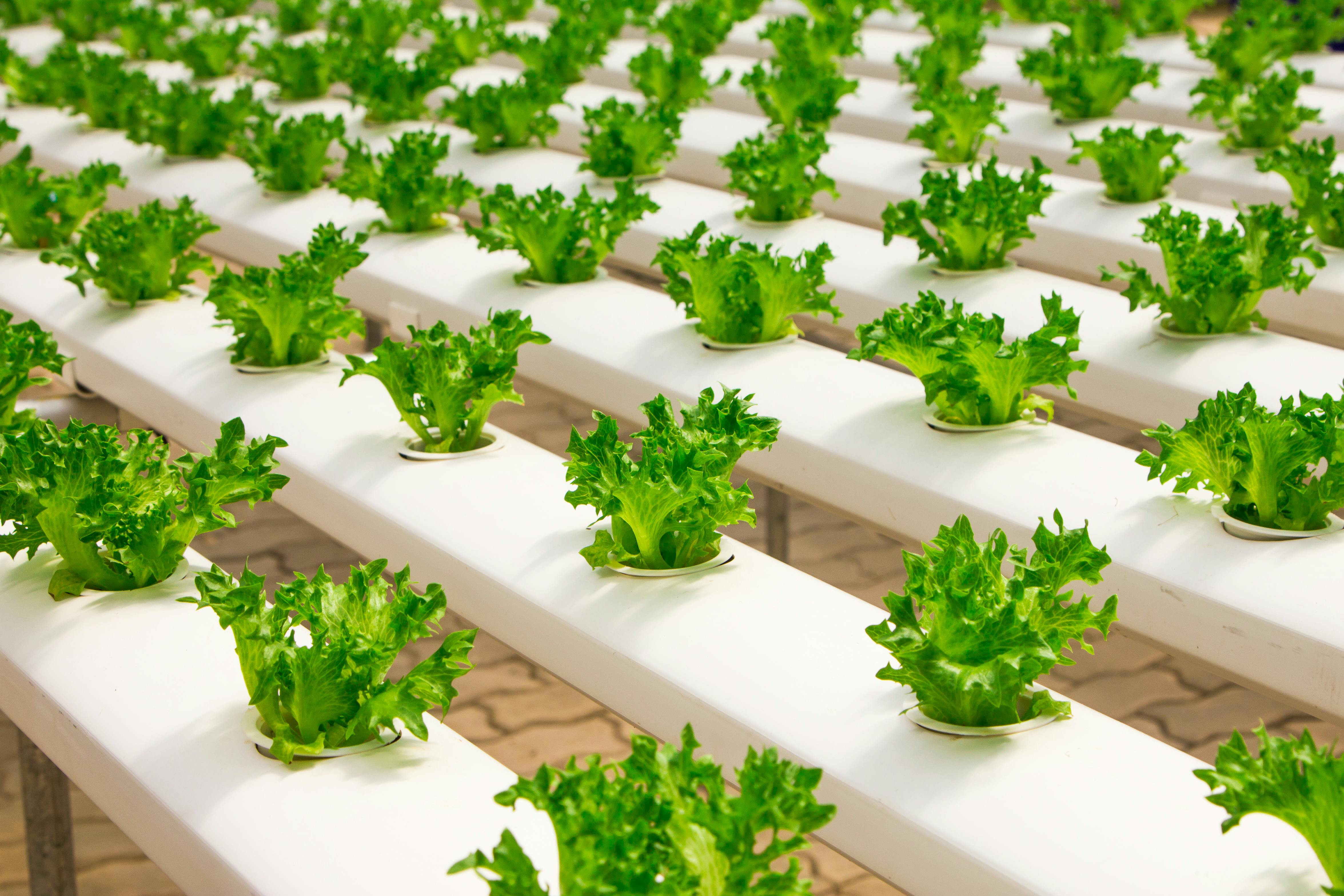 Plantjes in glastuibouw