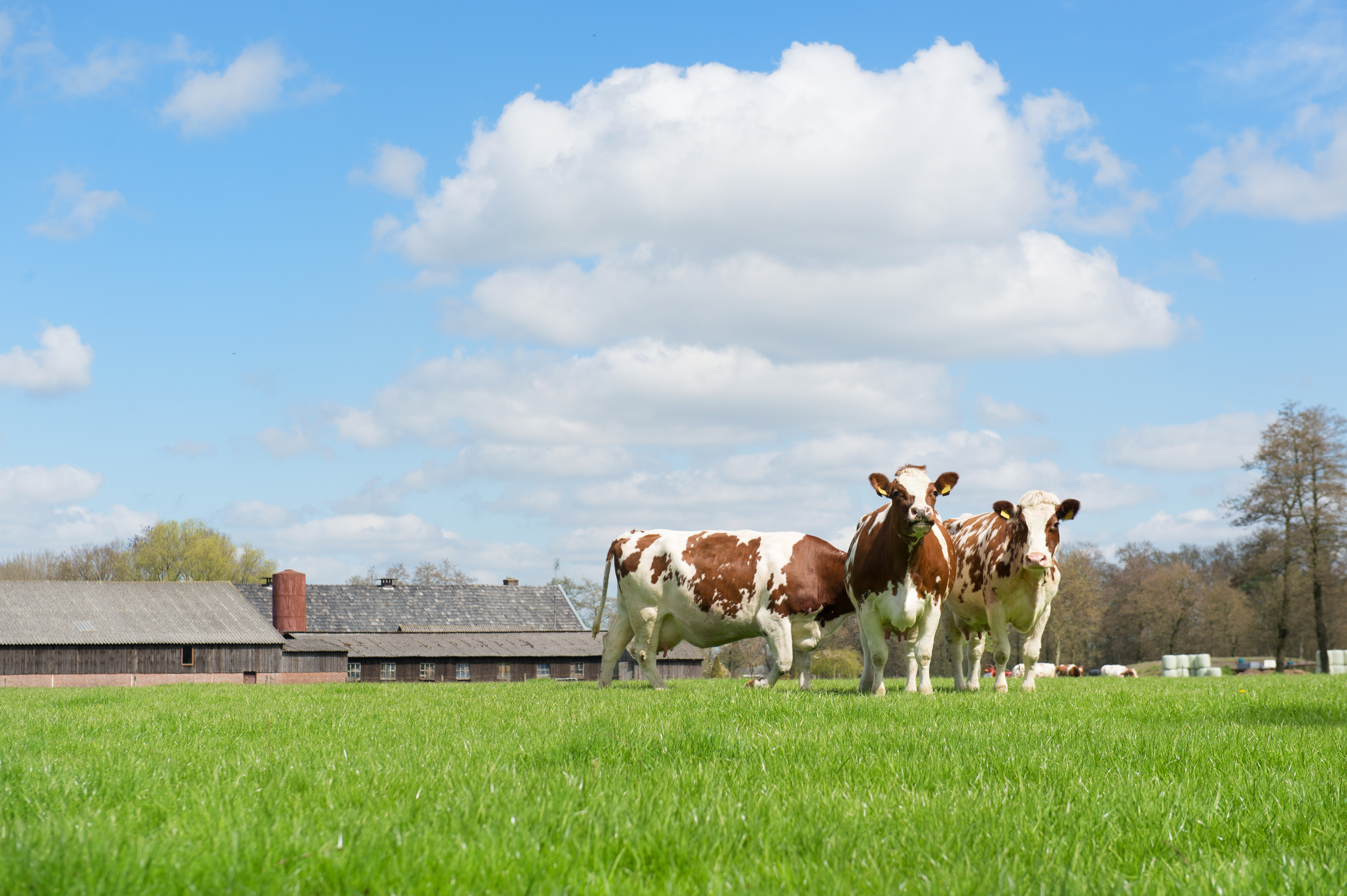 Roodbontkoeien in een veld