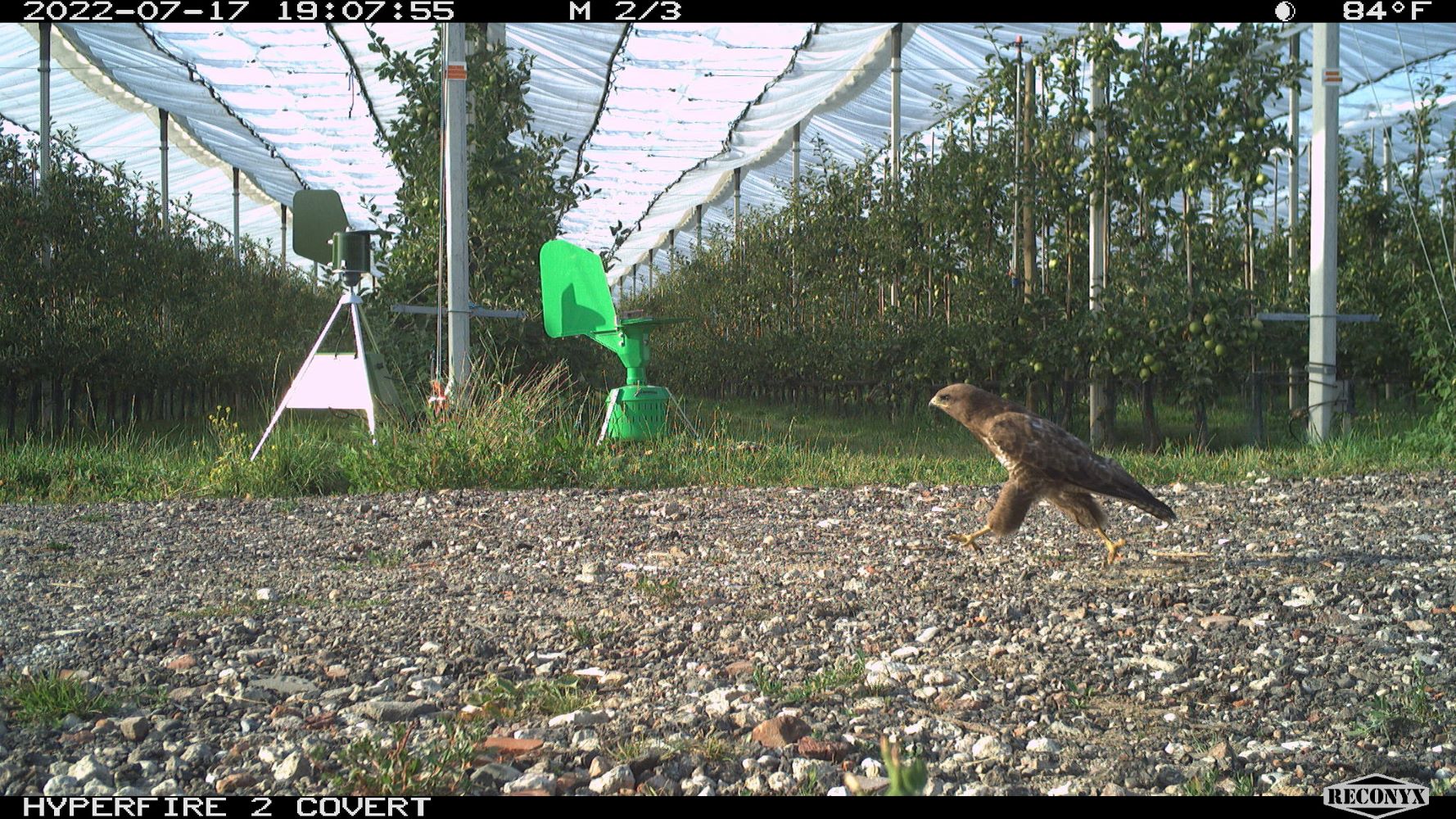 cameraval foto van buizerd in randwijk