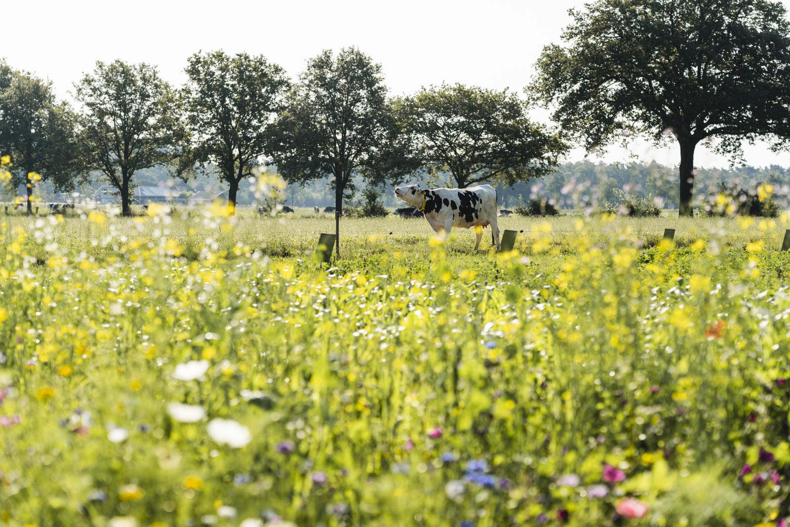 Bloemenveld met koe