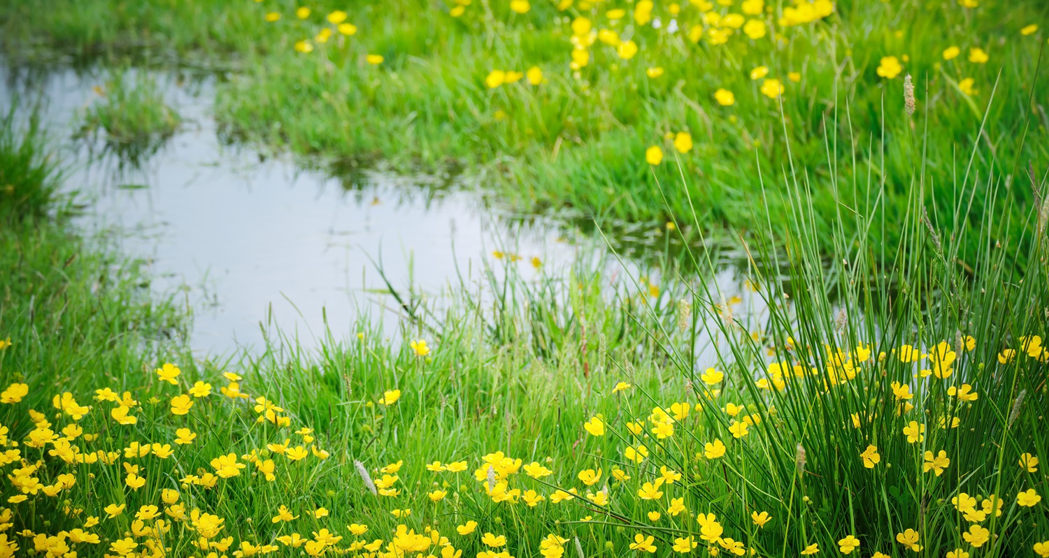 Grasland, herstellend van natte periode