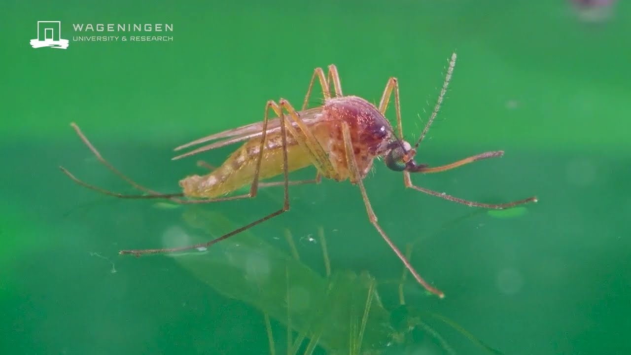 From egg to mosquito