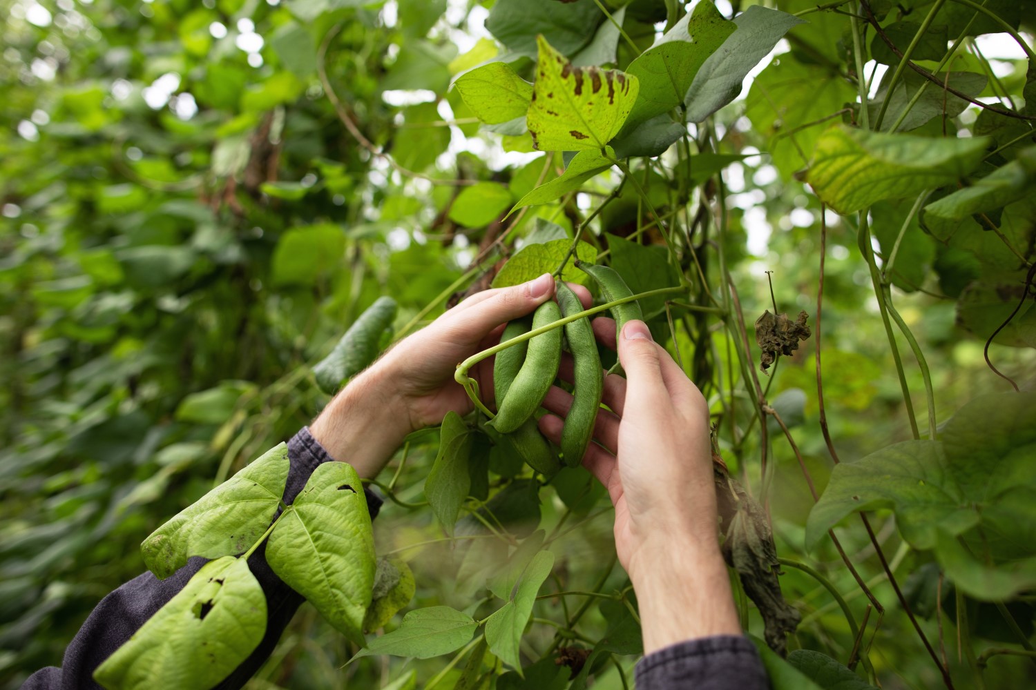 Beans plucking
