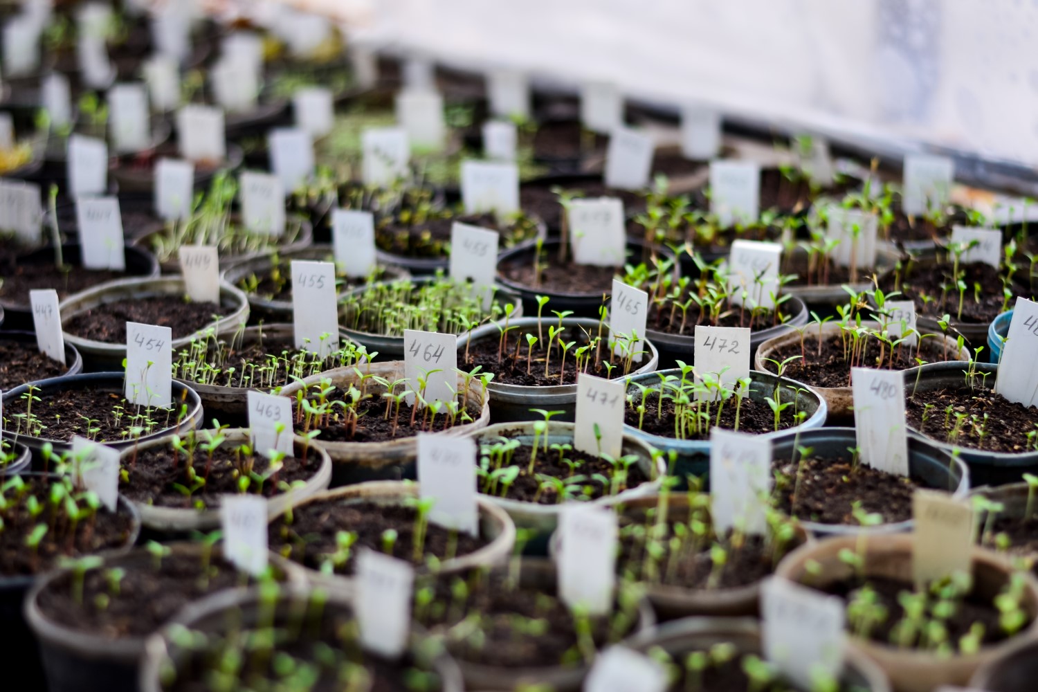 Seedlings numbered