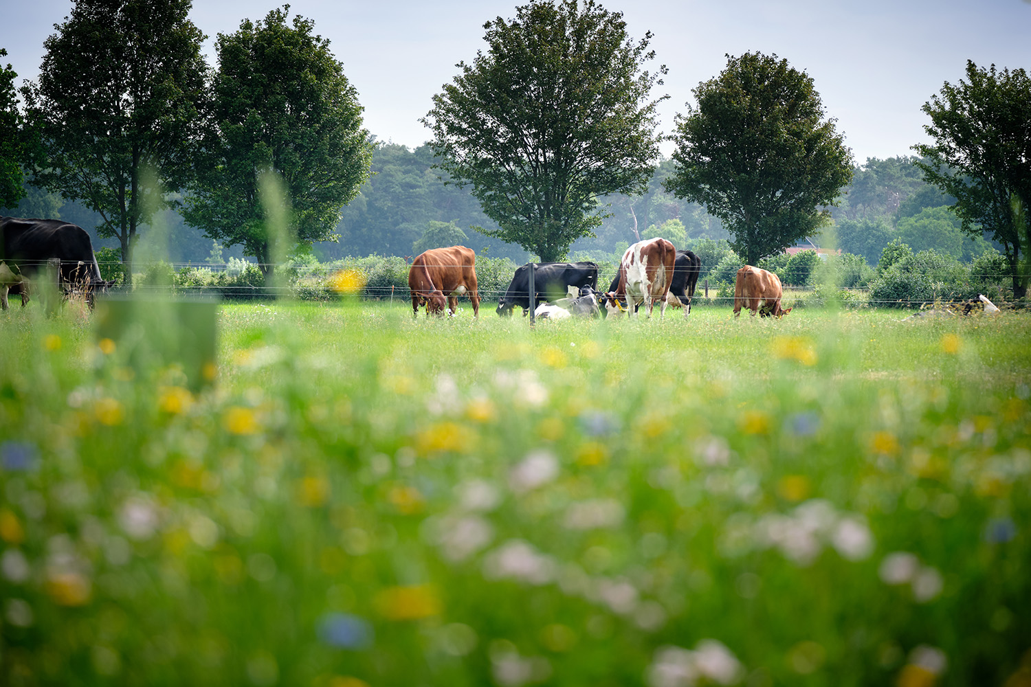 Field with cows