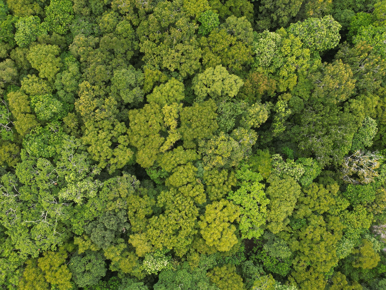 Forest canopy