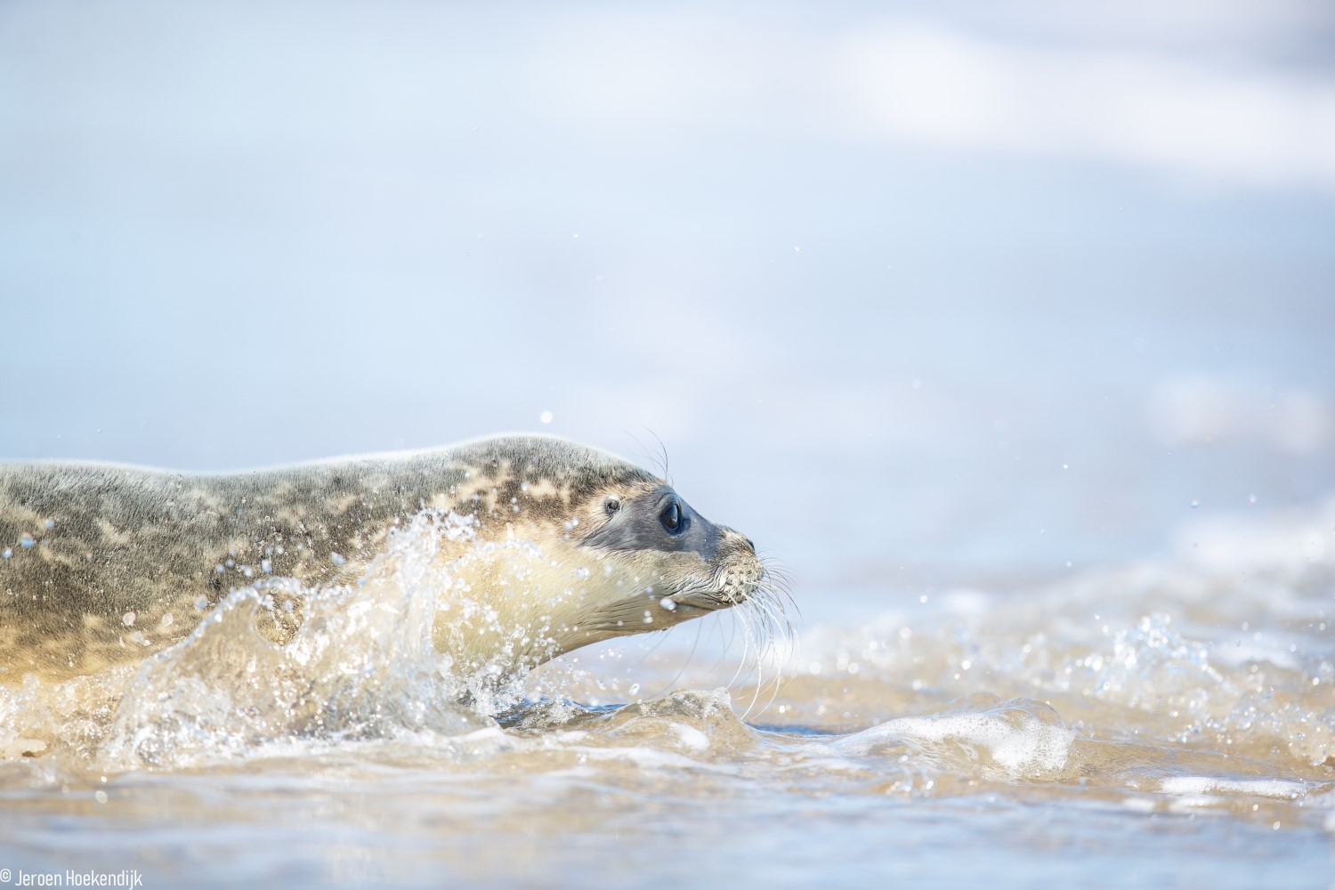 Foto van gewone zeehond in de golven