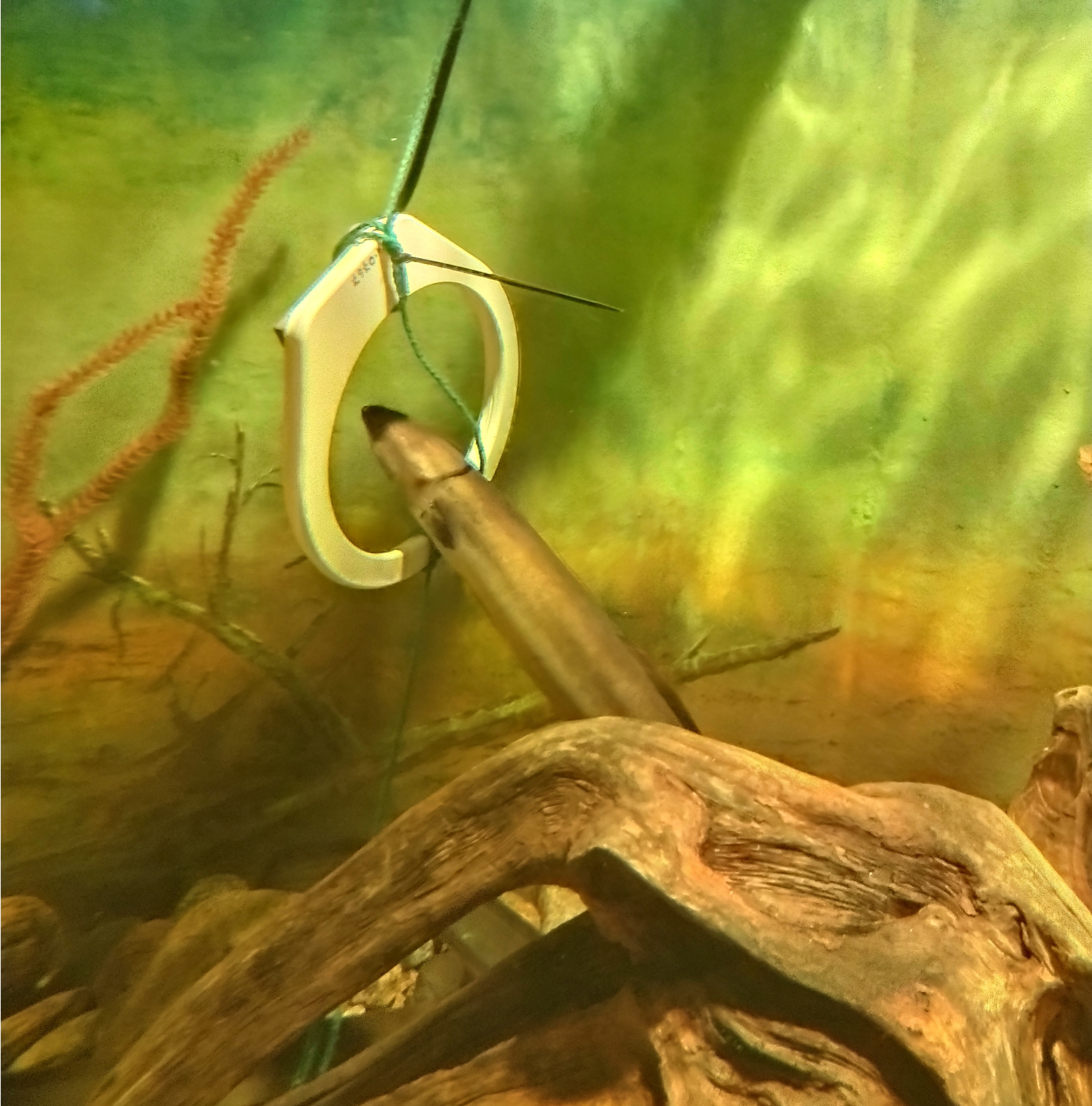Eal goes through antenna