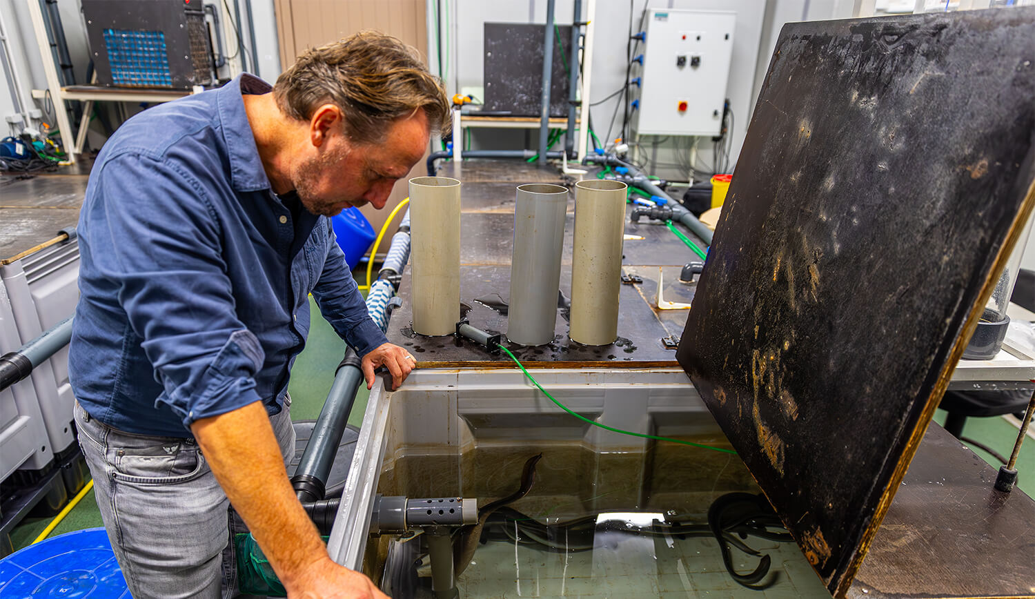 Researcher looking at eel