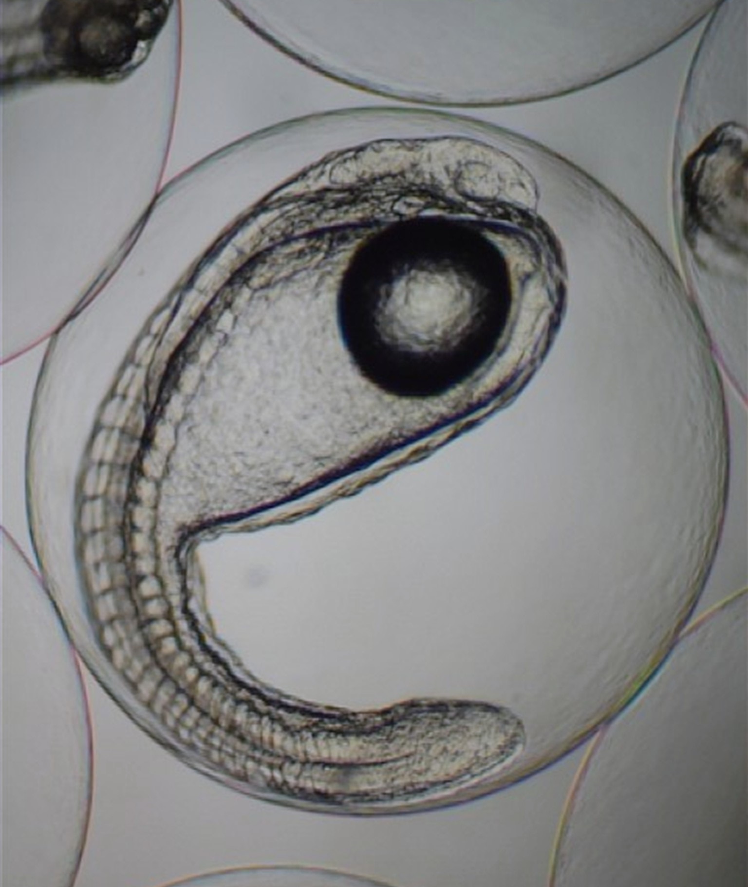 Eal egg