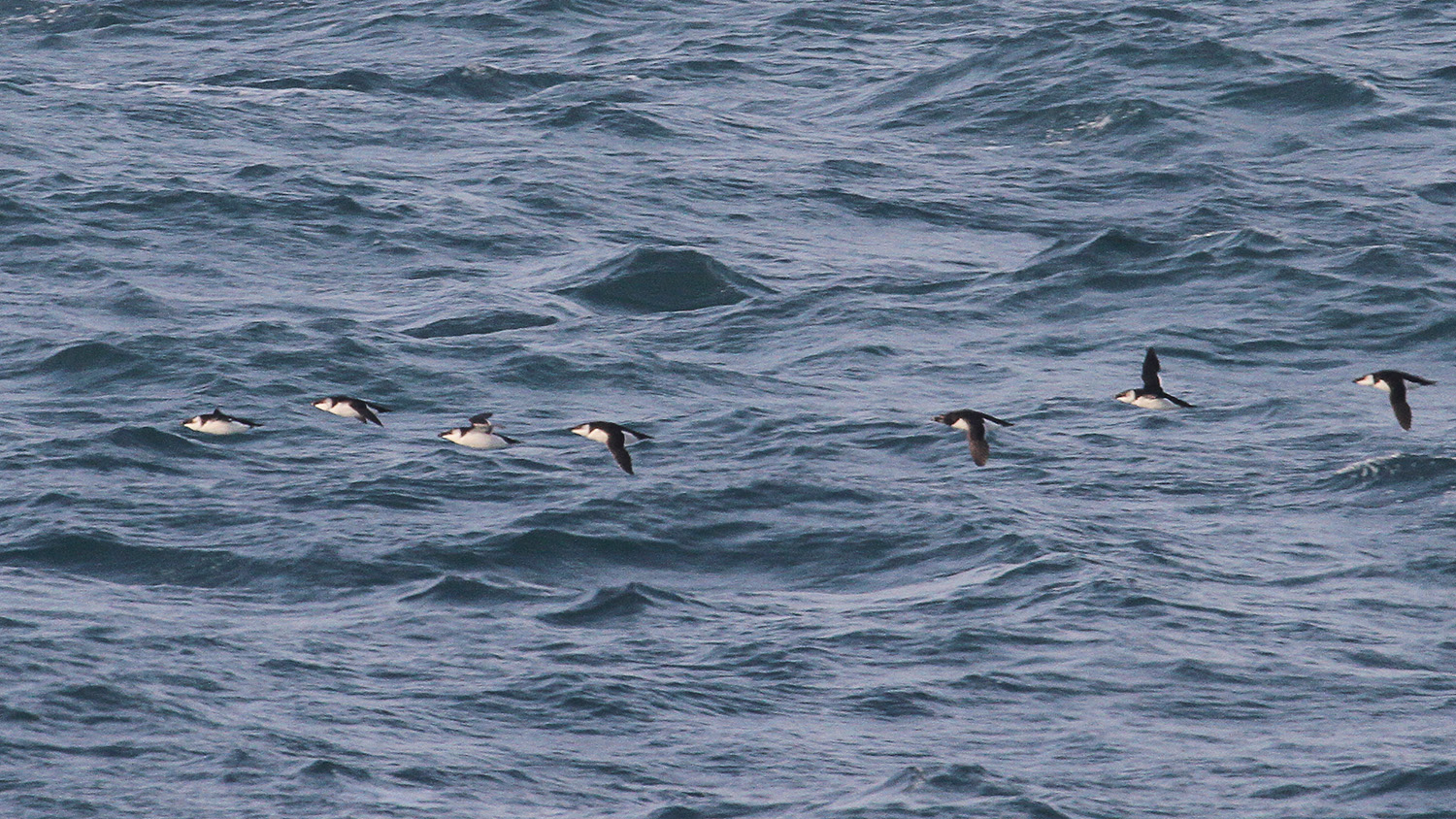 Birds flying over the sea