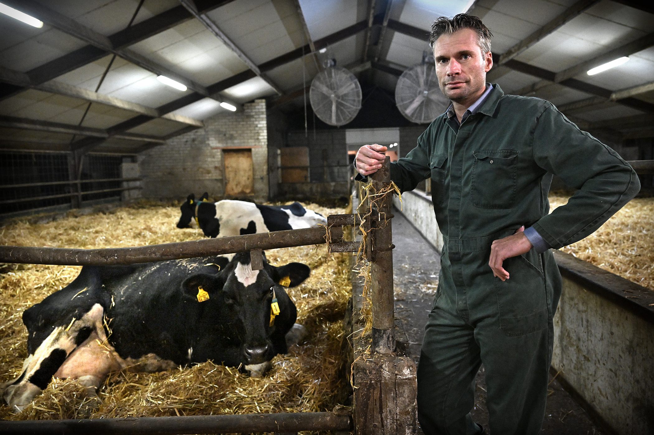 Harm Wientjes in a cow stable