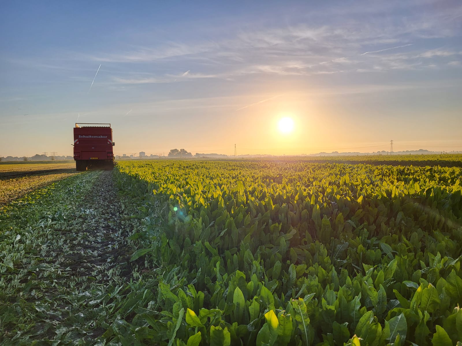 Veld landbouw