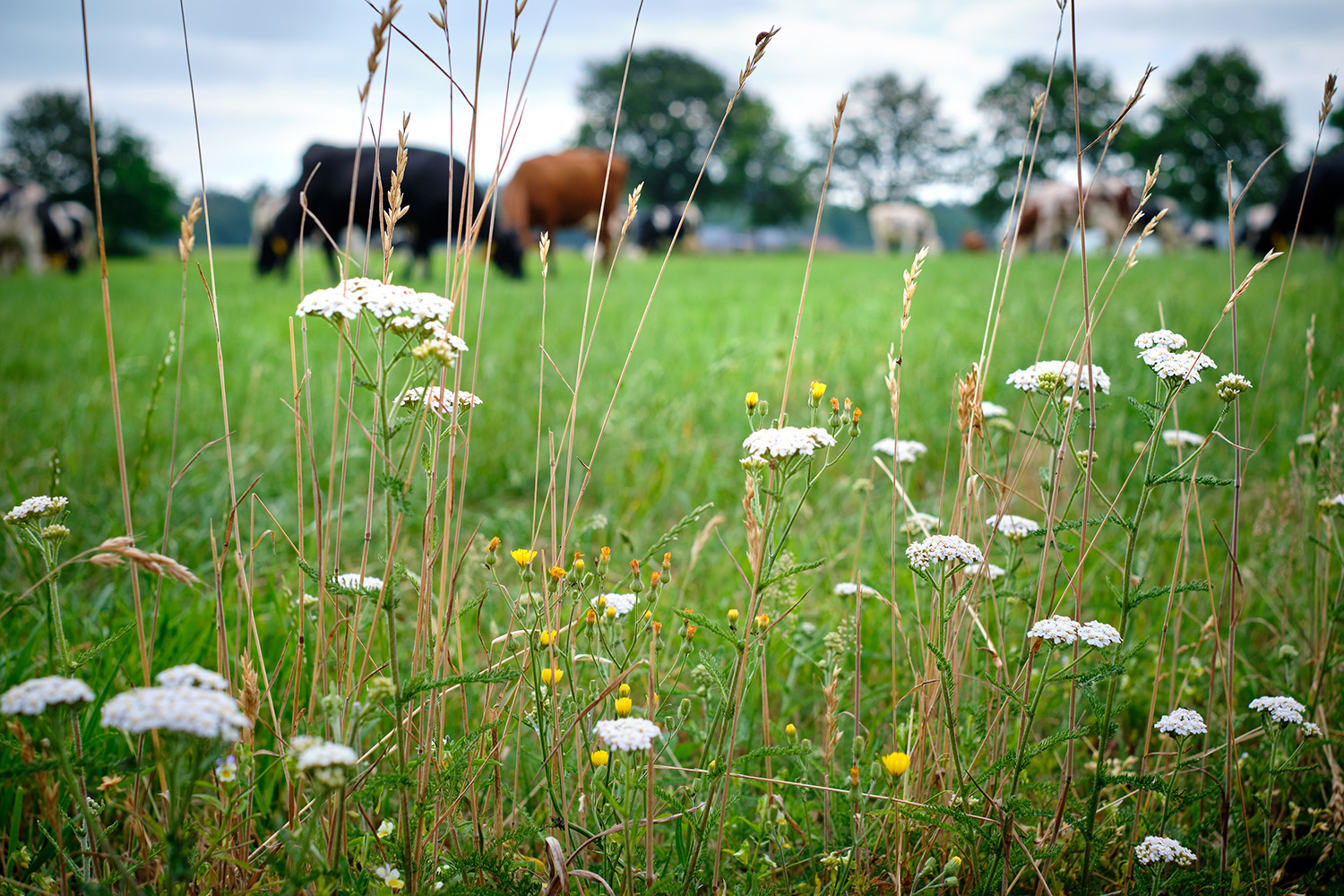 Bloemen in de weide van De Marke met koeien op de achtergrond