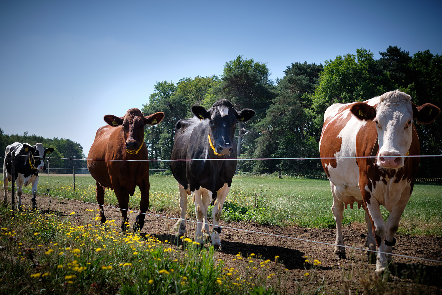 Koeien die over een onverharde weg tussen weilanden lopen