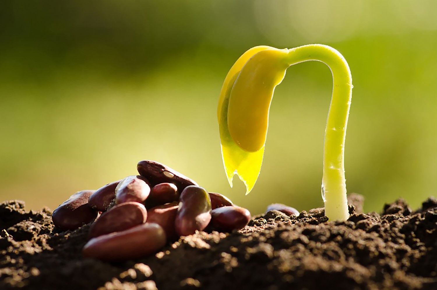 germinating seed
