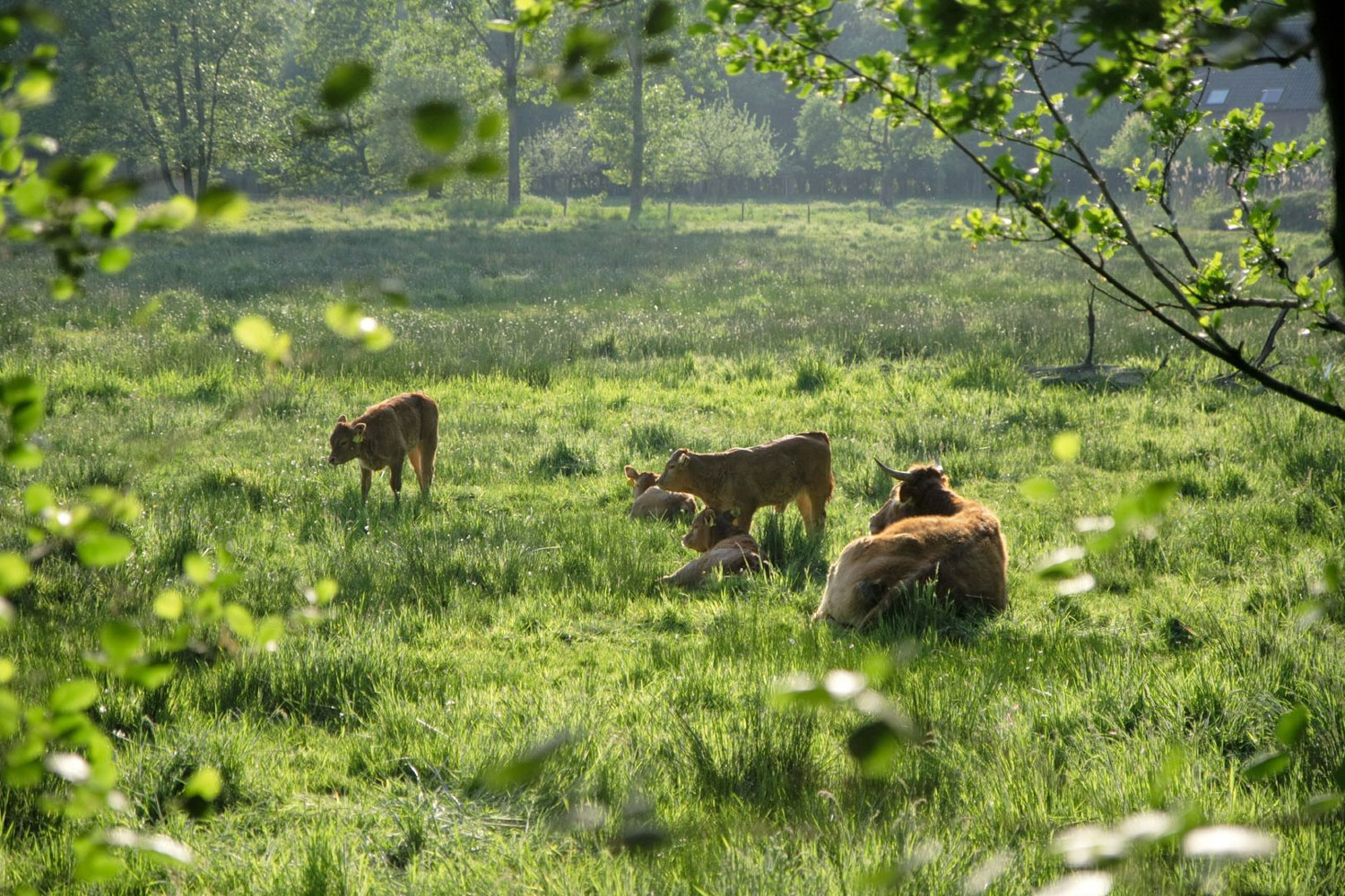 Koeien in de wei
