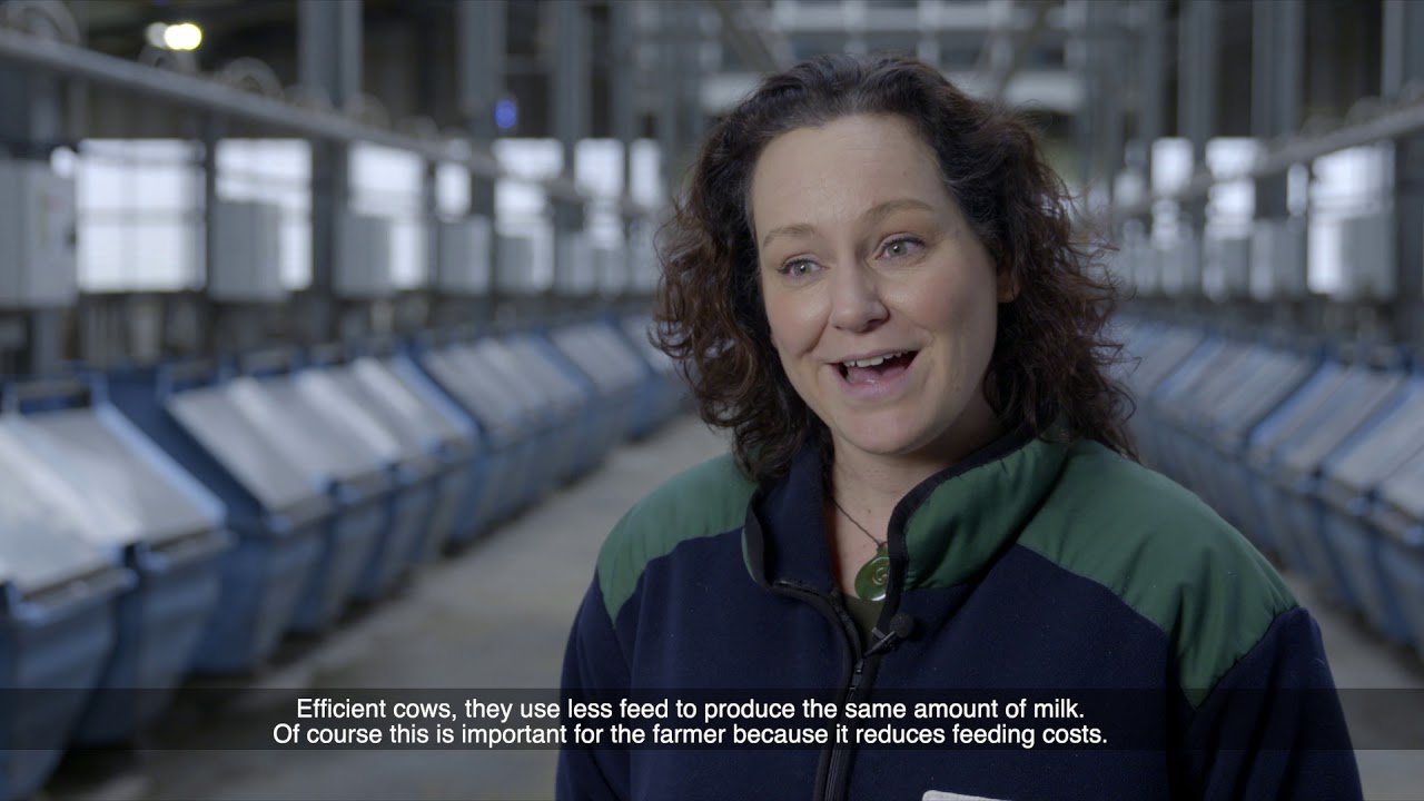 Dairy Cows for Data - Optimizing Resilience & Efficiency