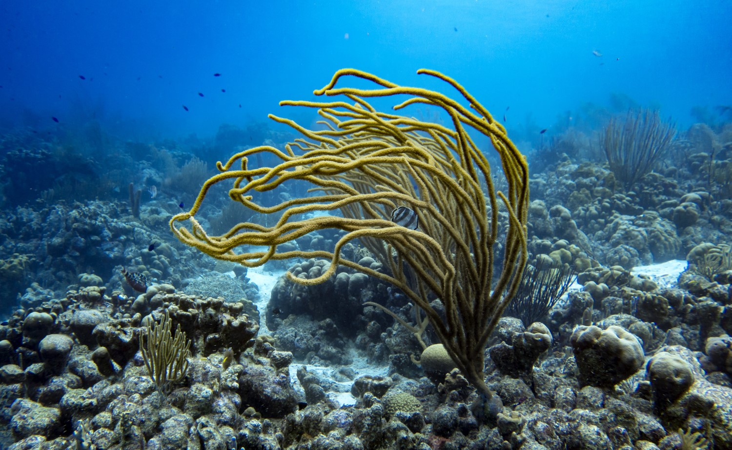 coral reefs are under presssure