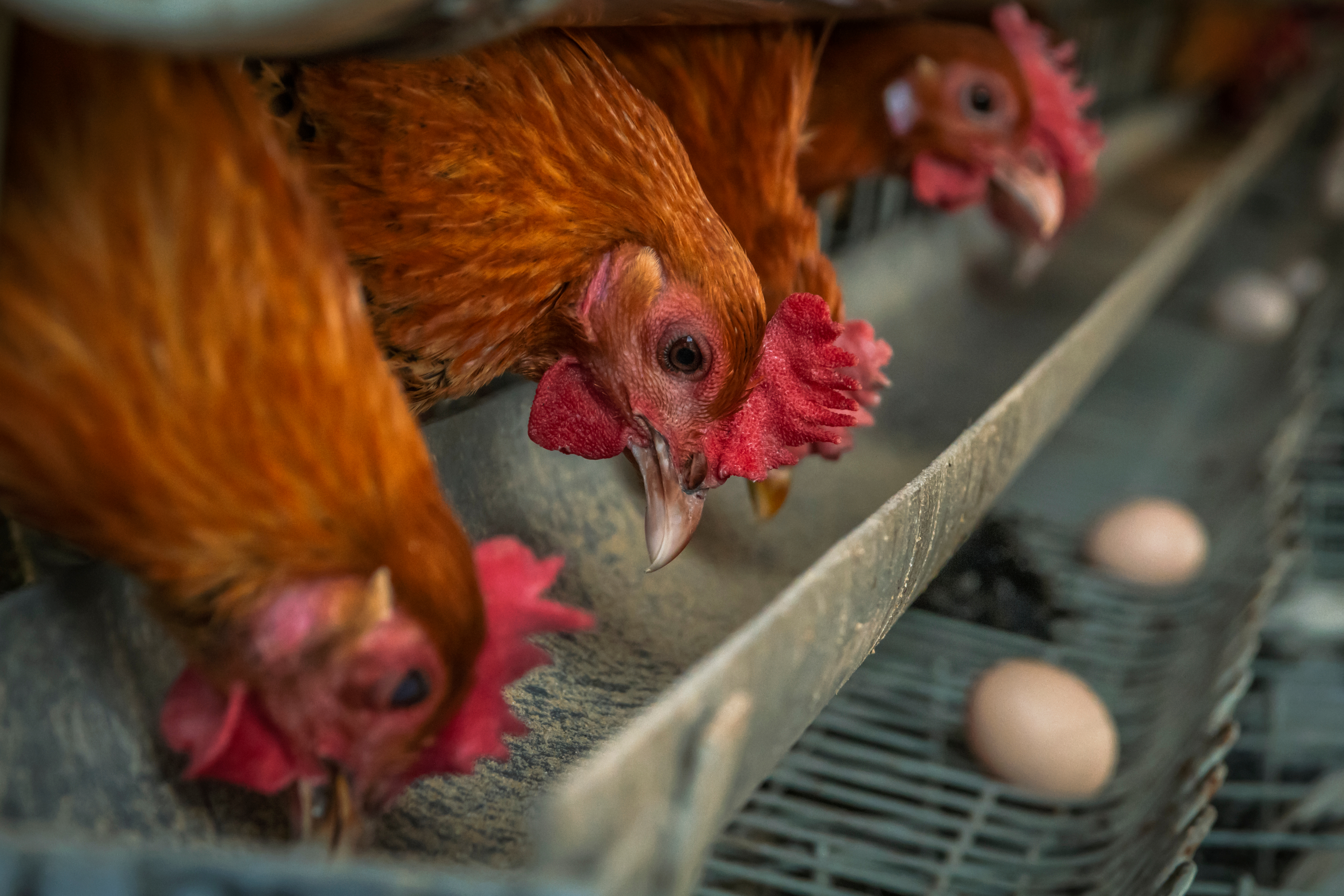 Laying hens in a chicken coop