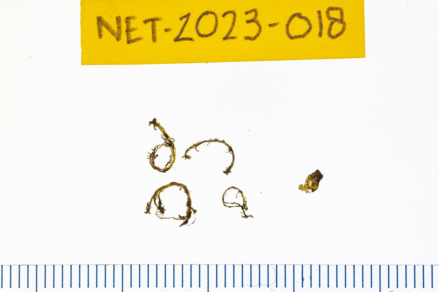 Plastic of stormbirdstomach