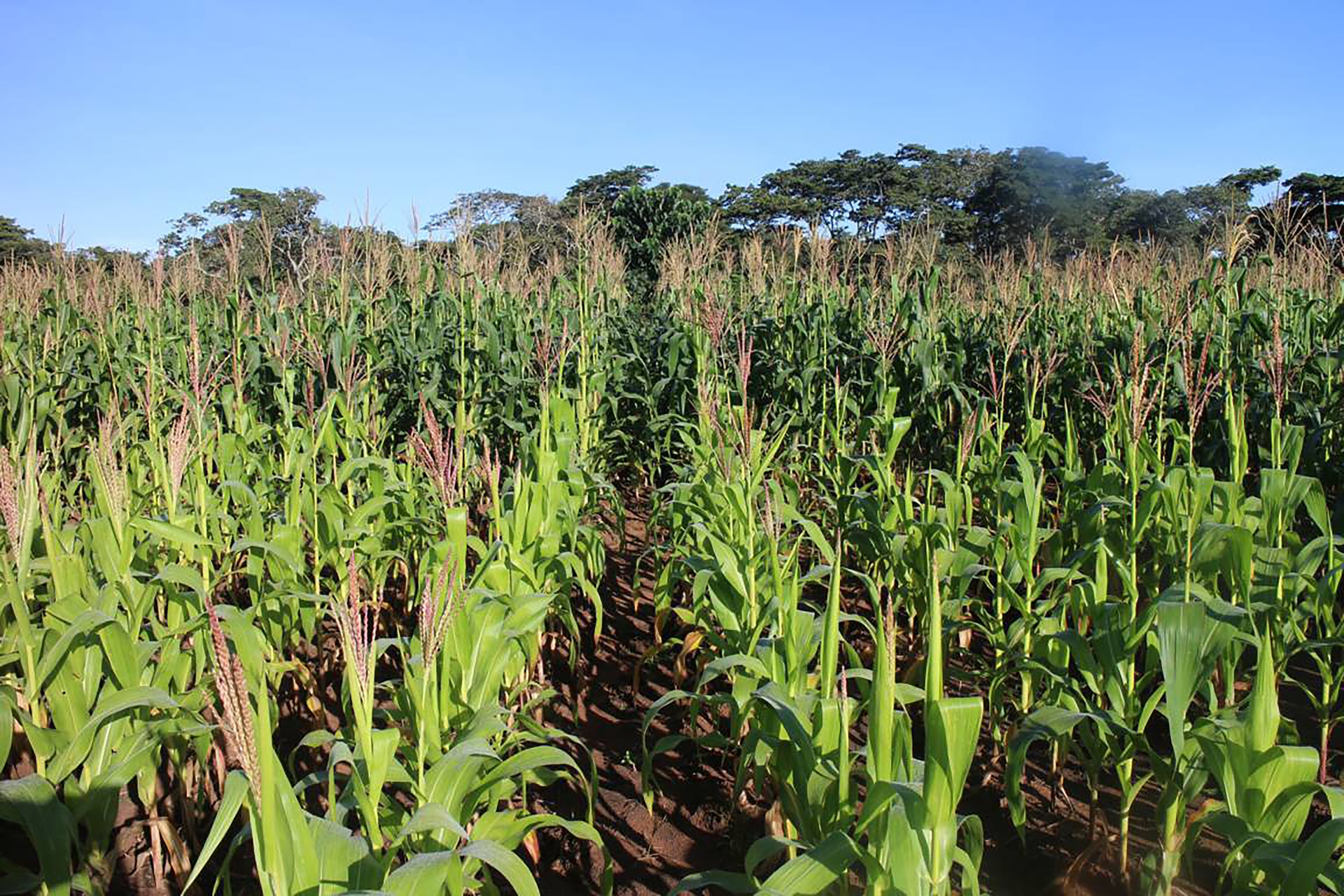 Maize at the Misamfu Research Station in Zambia