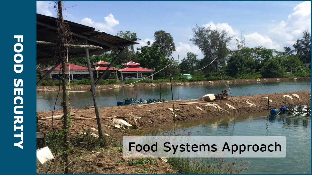 From rice to shrimps in the Mekong Delta (Subtitles available NL + ENG)