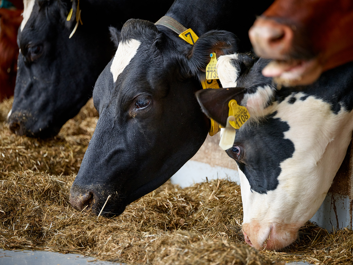 Cows eating hay